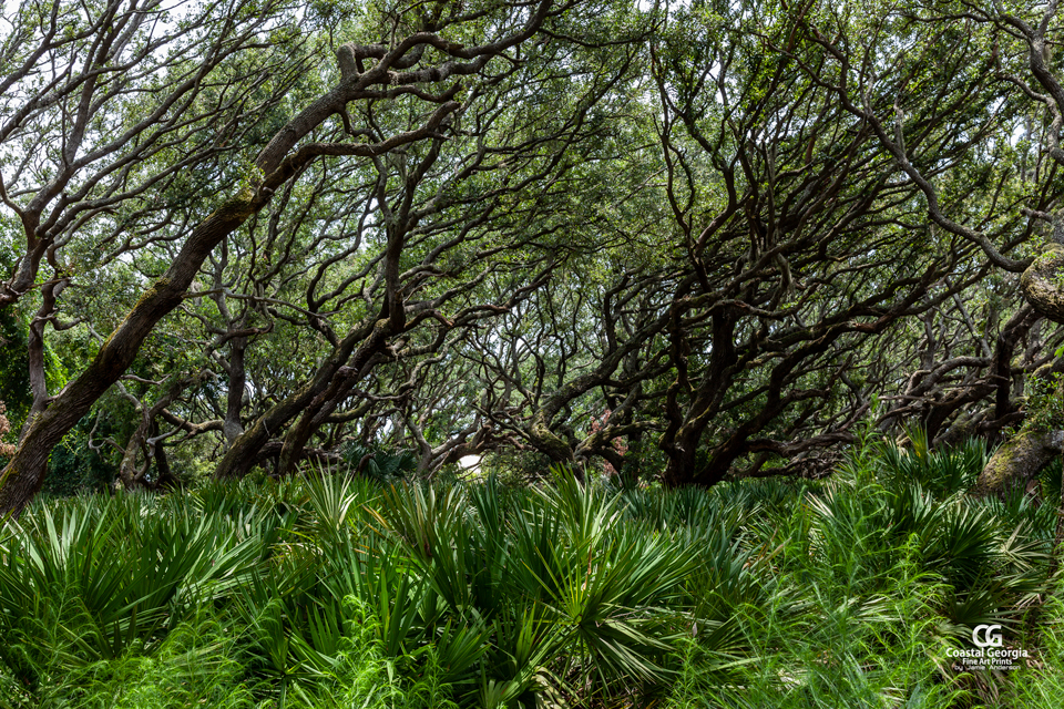 Cumberland Island Canopy 2