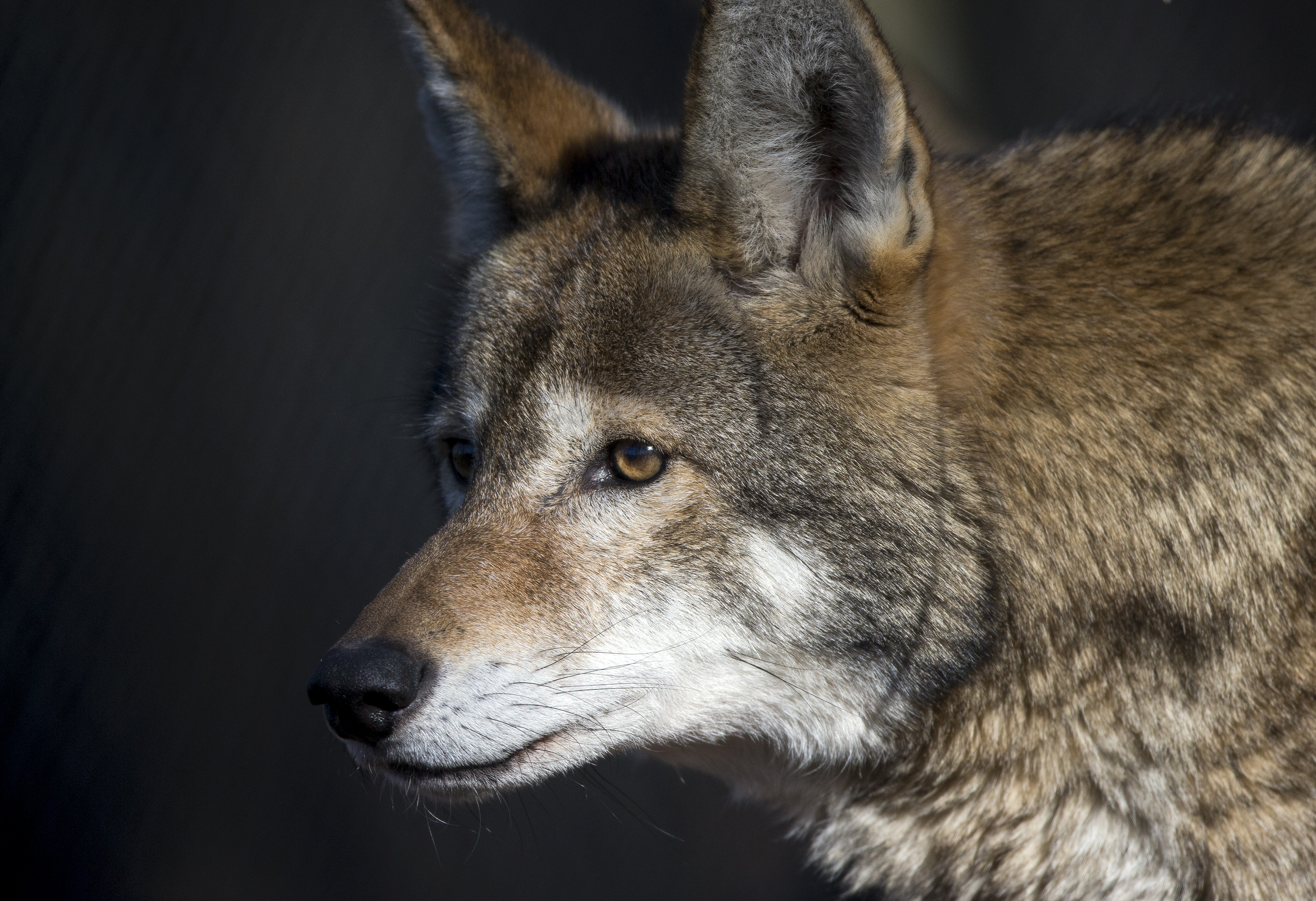 Red wolf standing in natural habitat showing body structure, coat coloration, and physical adaptations
