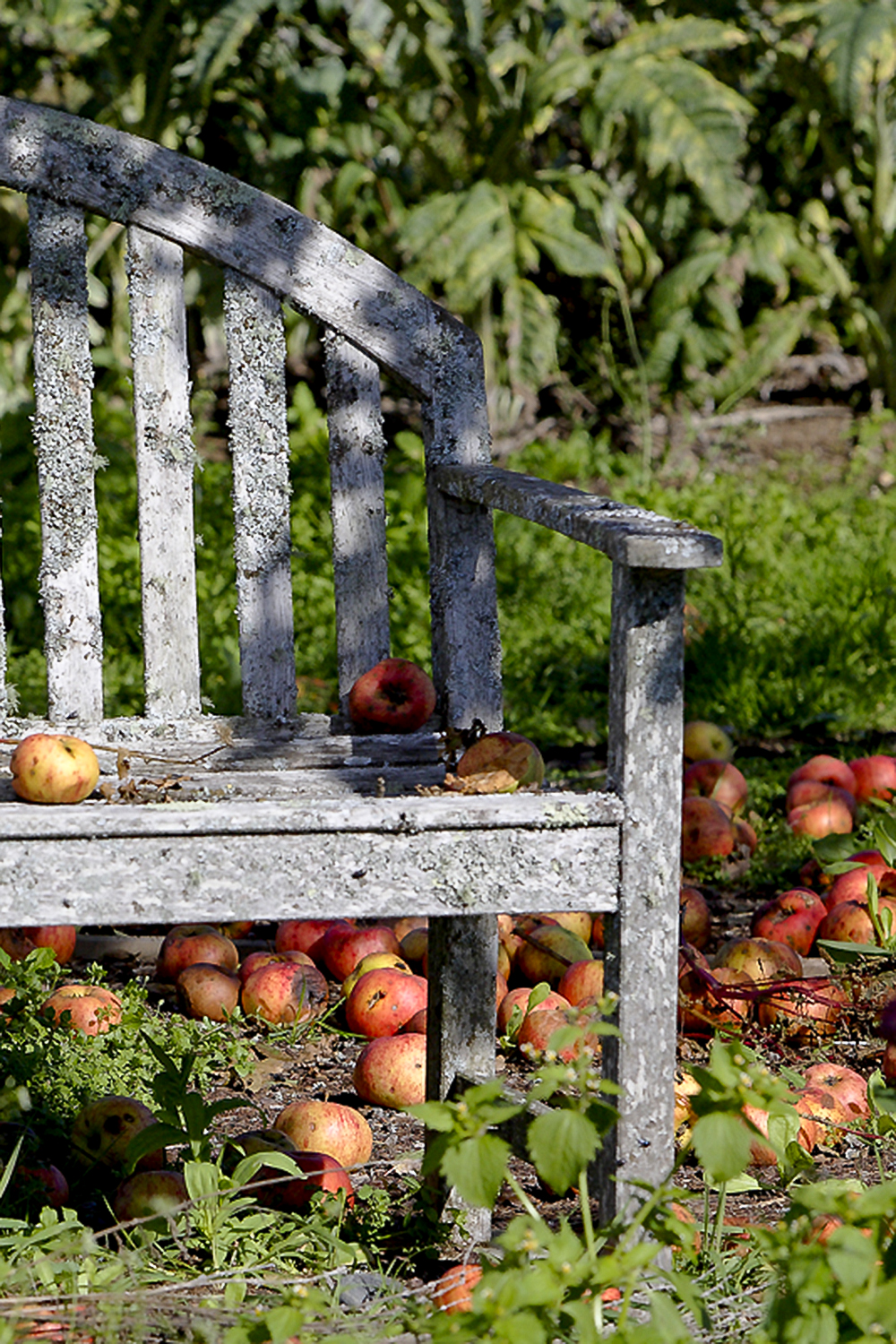 Newton's Apple in fallen leaves — symbol of gravity, decay, and potential | Fine Art by Robbie George