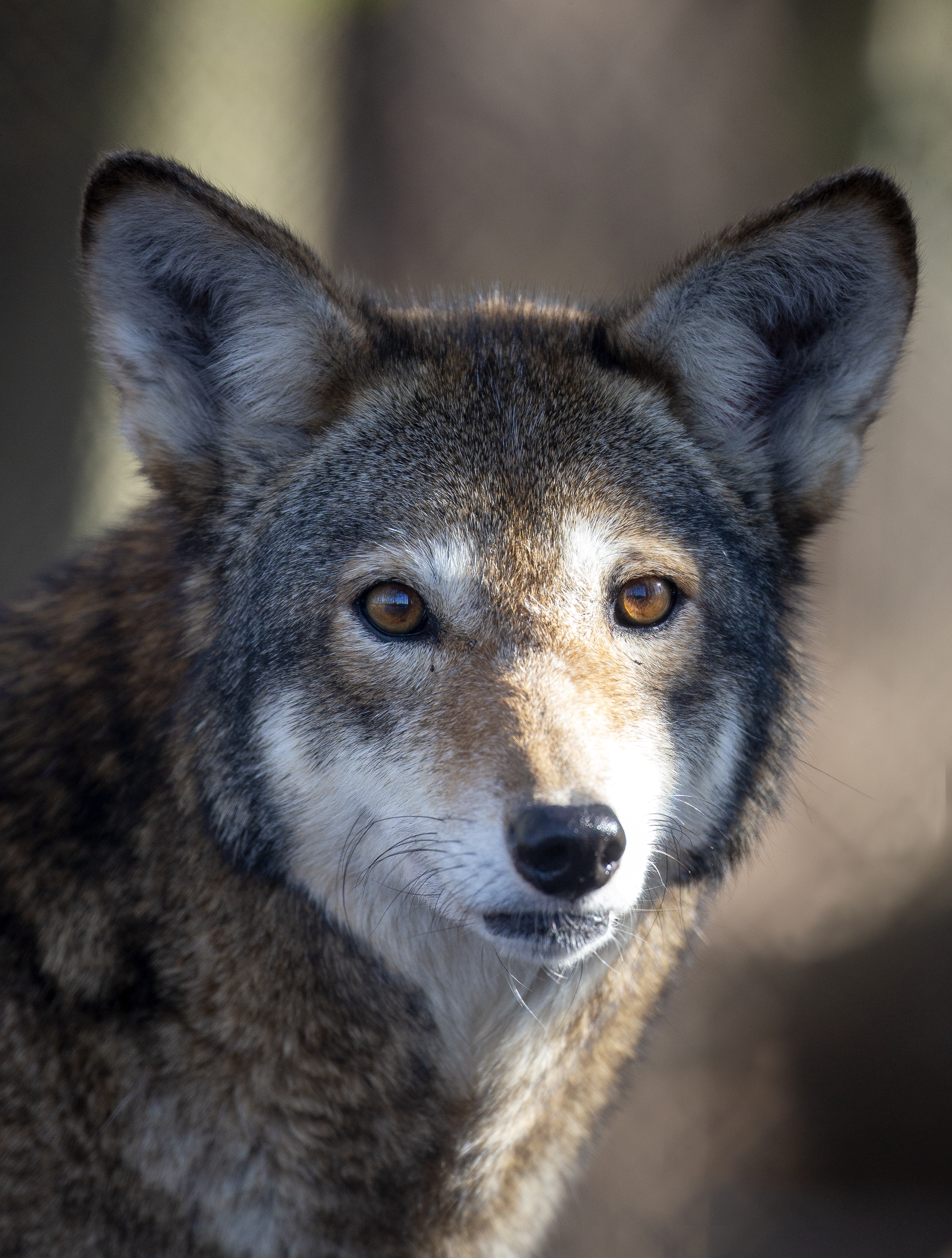 Close portrait of a red wolf representing endangered species survival and the history of red wolf recovery