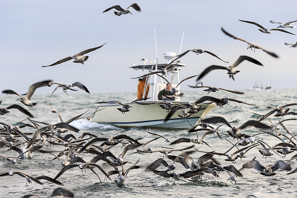 Seagulls diving over feeding fish during striped bass blitz near Montauk illustrating ocean-driven wildlife behavior