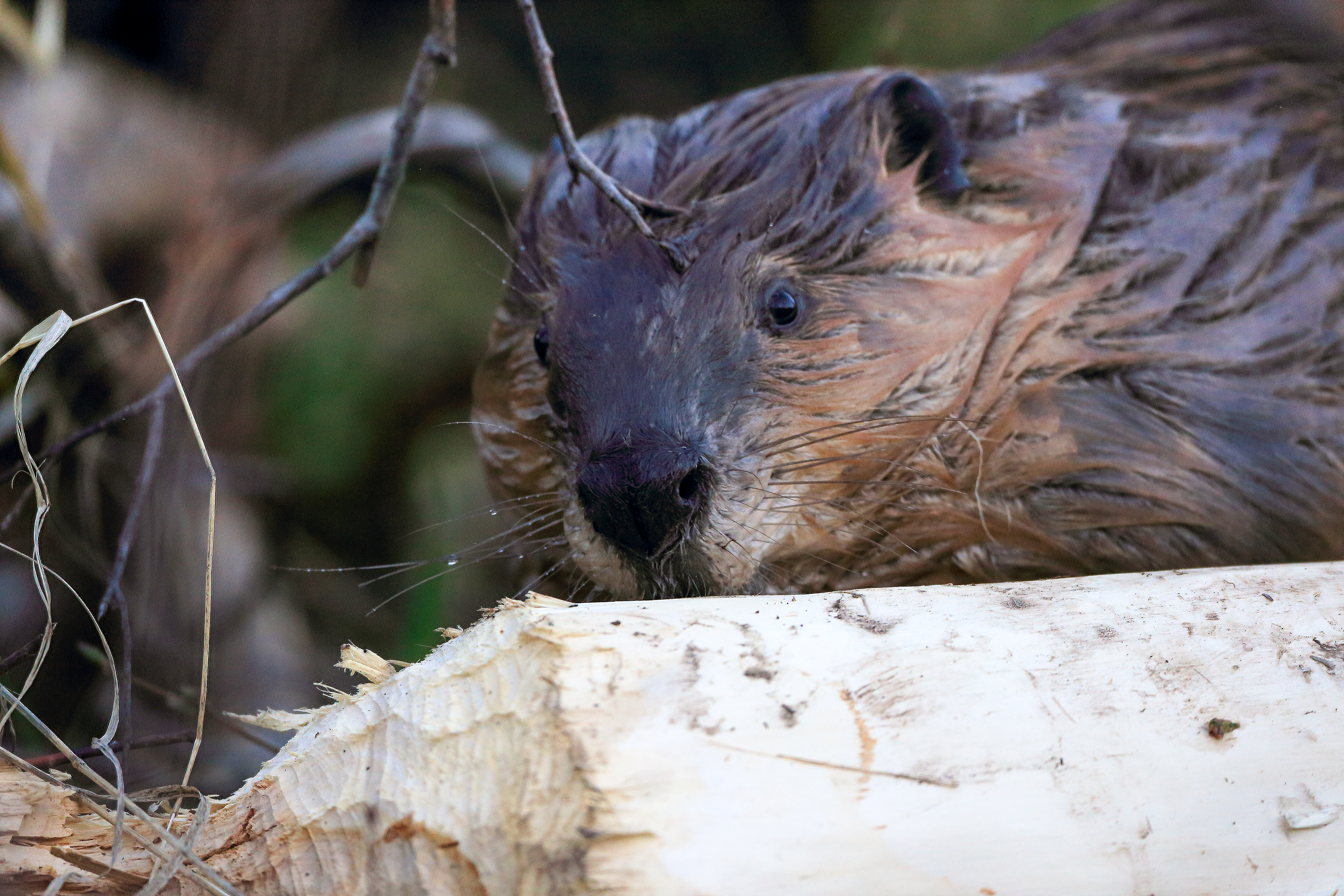 Beaver cutting a tree to build a dam, illustrating ecosystem engineering, habitat creation, and ecological role in North American wetlands