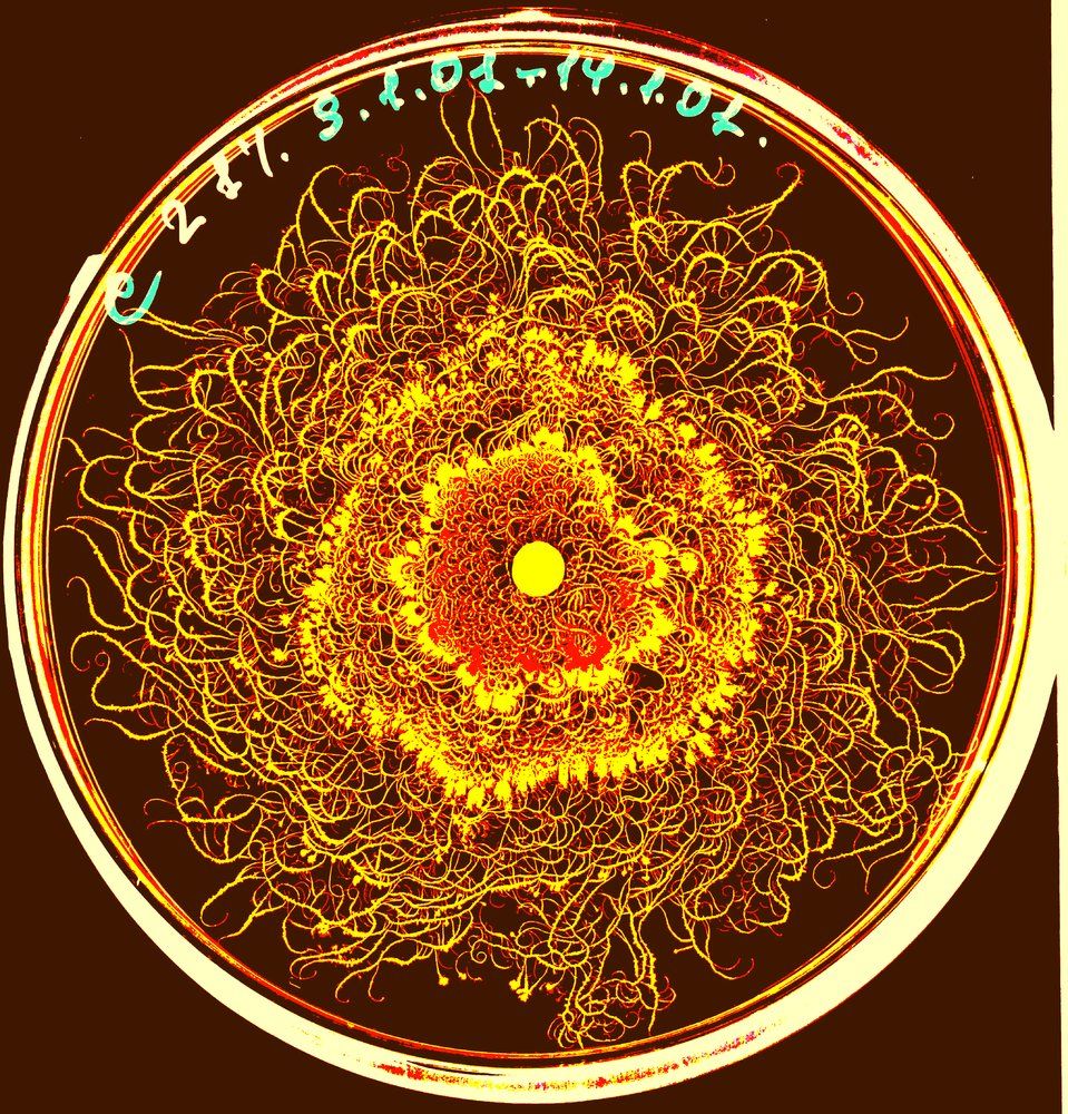 Turquoise bacterial colony swirling in harmonic motion—fractal life patterns