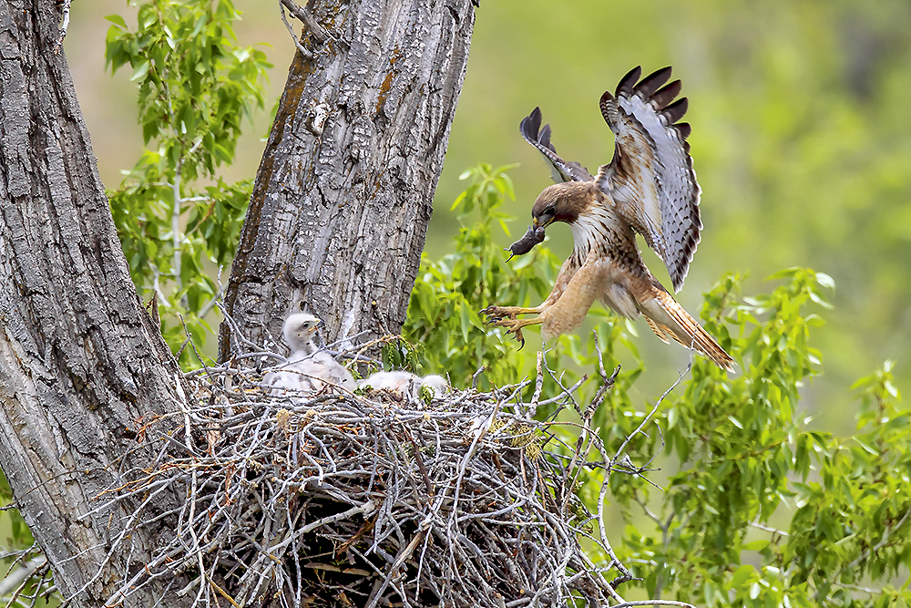 Red-tailed hawk at nest attending young during chick-rearing stage in Colorado