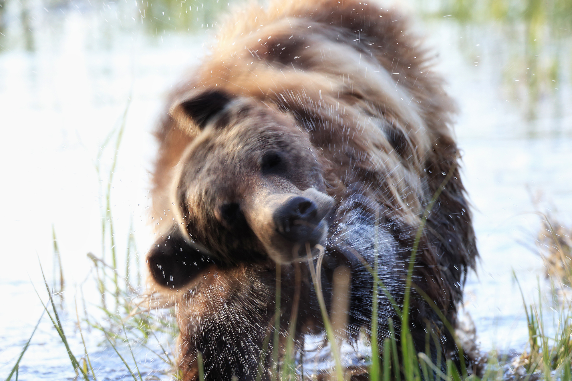 Young grizzly bear looking into the wild—symbolizing natural resonance
