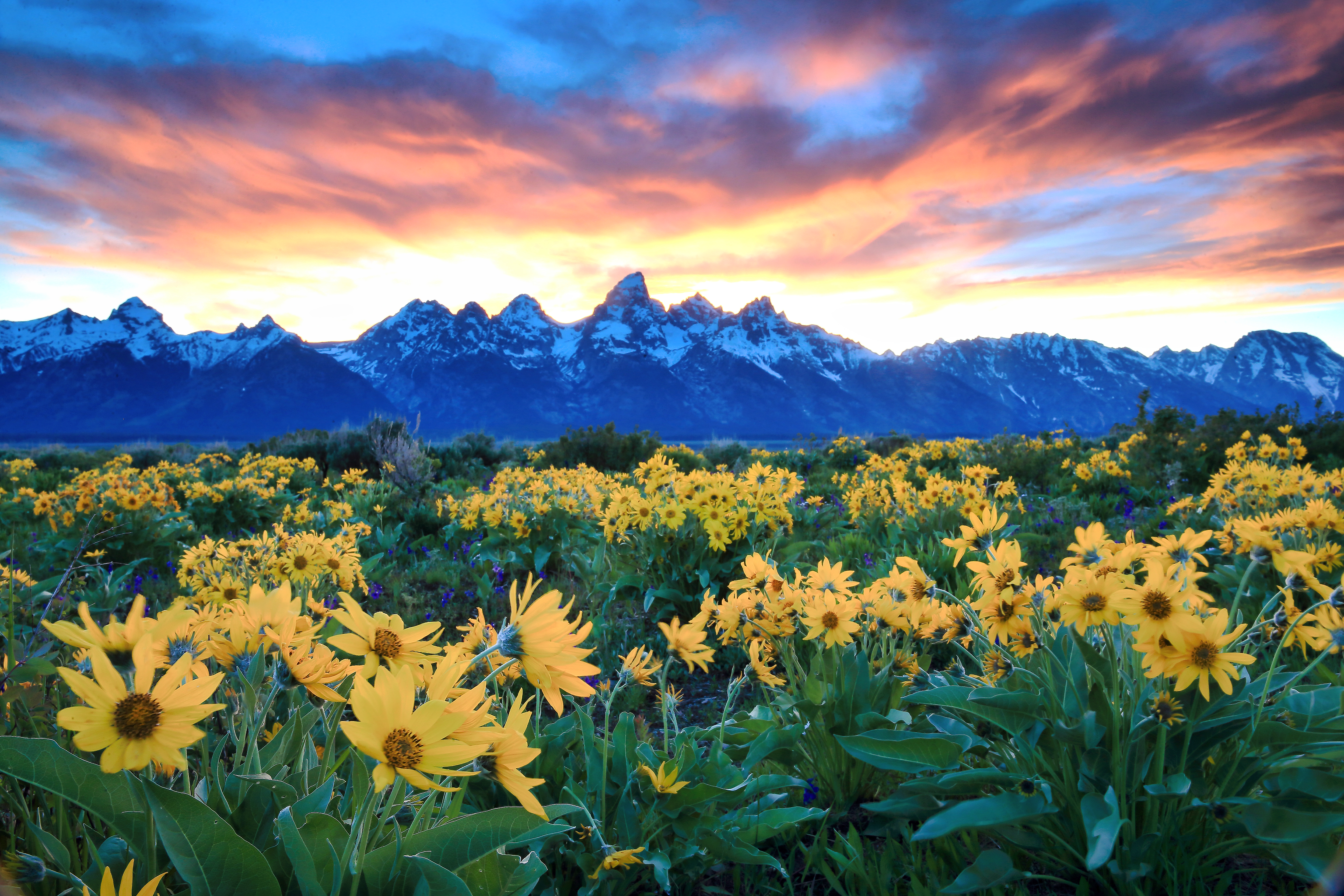 Teton Mountains with Sunflowers in Golden Spiral Pattern | Fine Art by Robbie George