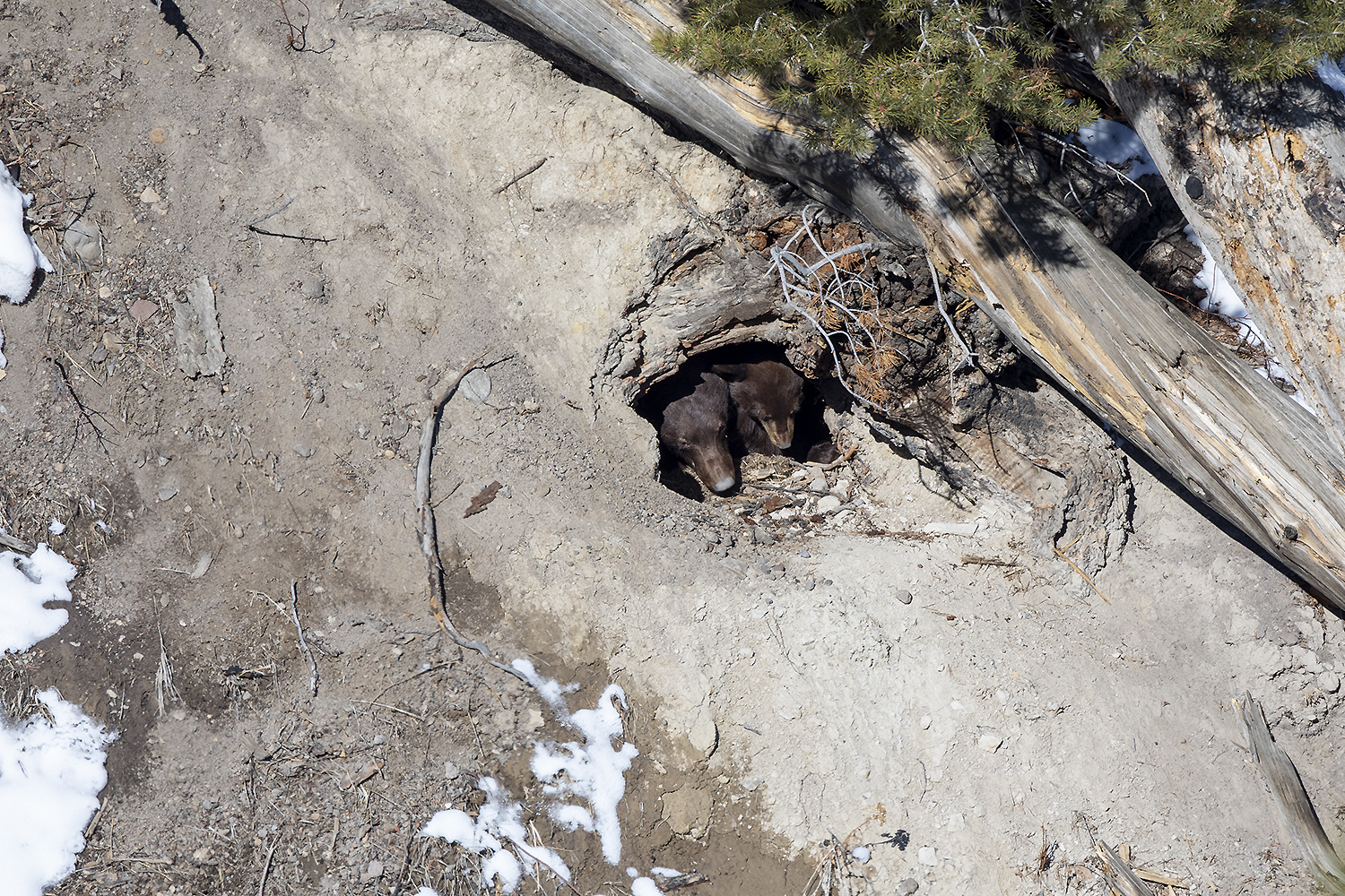 Grizzly bear emerging from a den carved under a fallen tree—nature’s ancient compression chamber