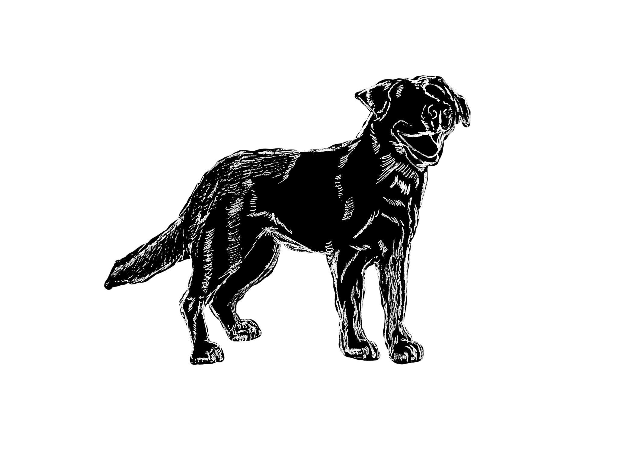 Labrador Retriever