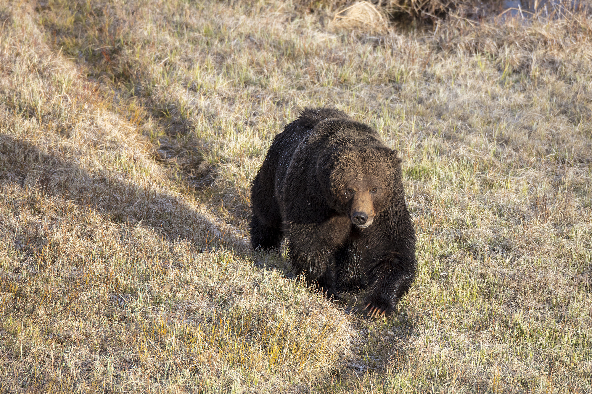 Grizzly bear walking through open habitat with alert posture and natural movement