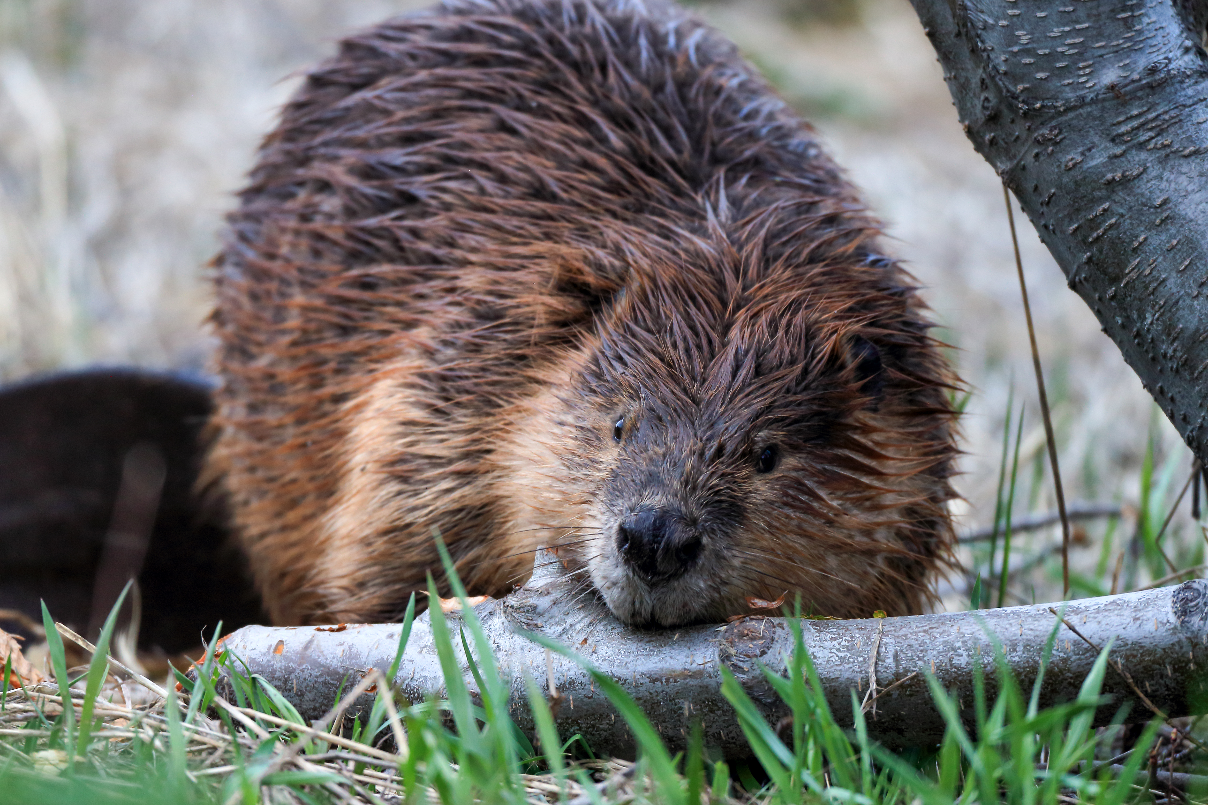 Beaver Chewing on Log – Symbol of Purposeful Labor by Robbie George