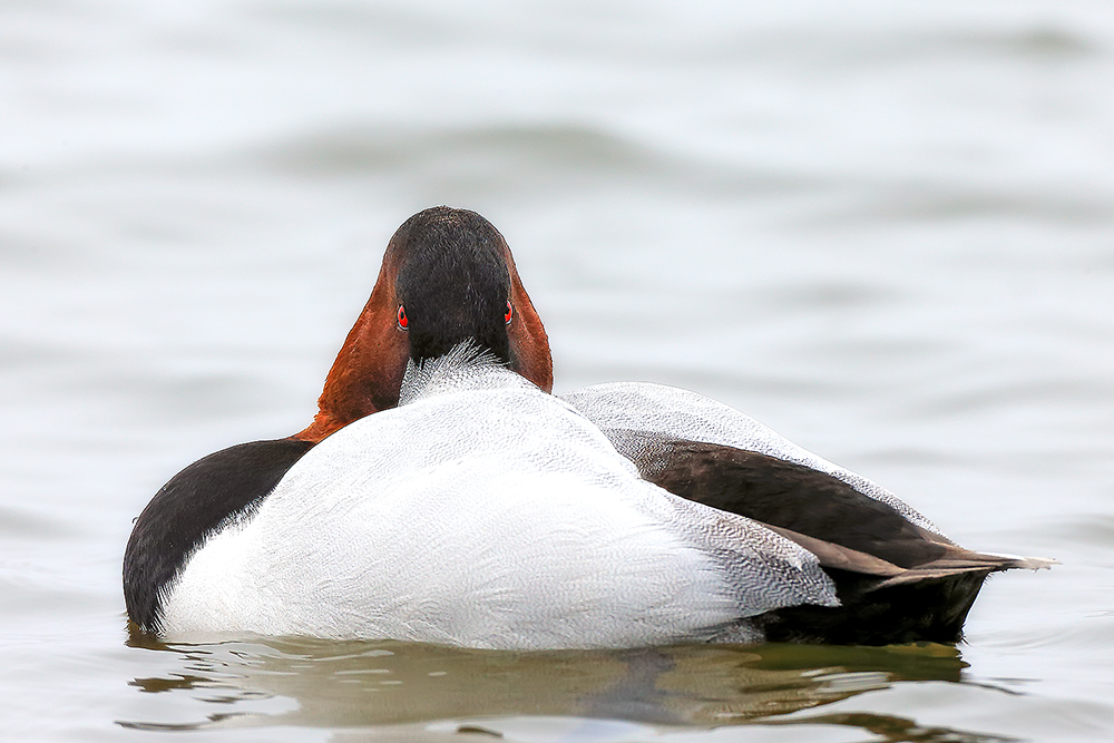 Canvasback duck moving through reflective wetland water at sunset showing healthy habitat conditions