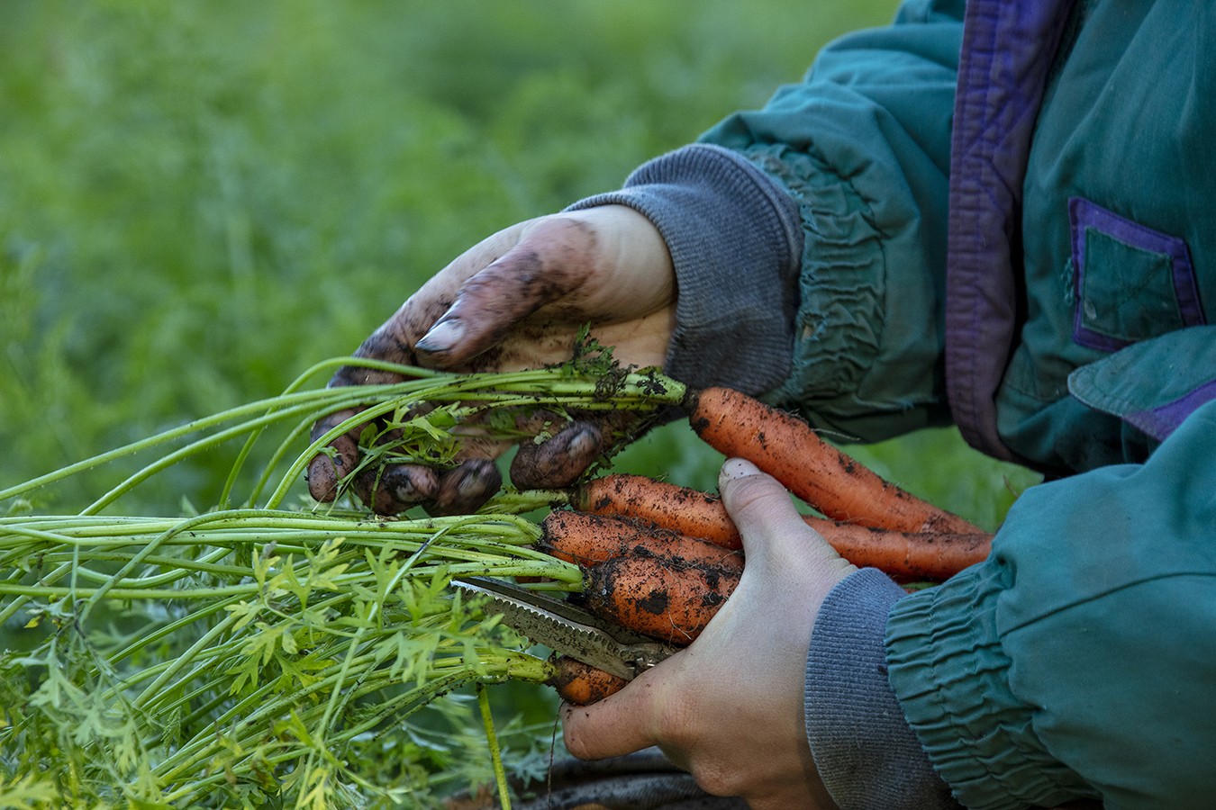 Freshly harvested carrots held in soil-covered hands, illustrating soil health, plant vitality, and the living relationship between water, biology, and agriculture