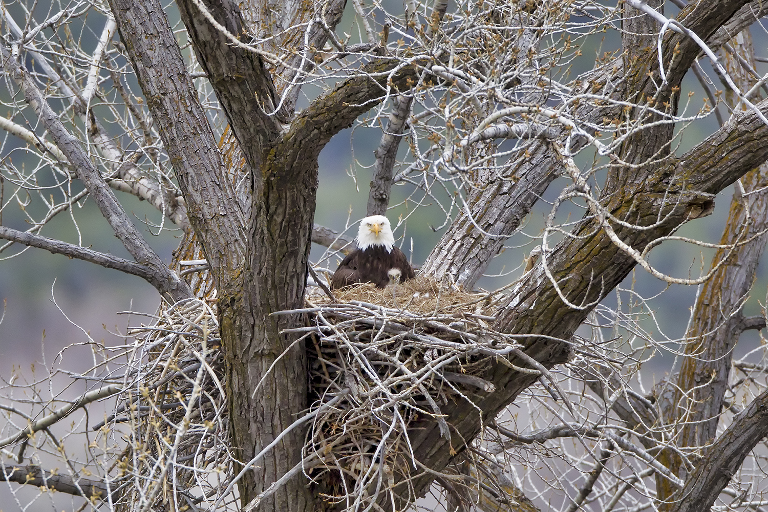 Bald Eagle Nest - Symbol of Stewardship and Balance | Fine Art by Robbie George