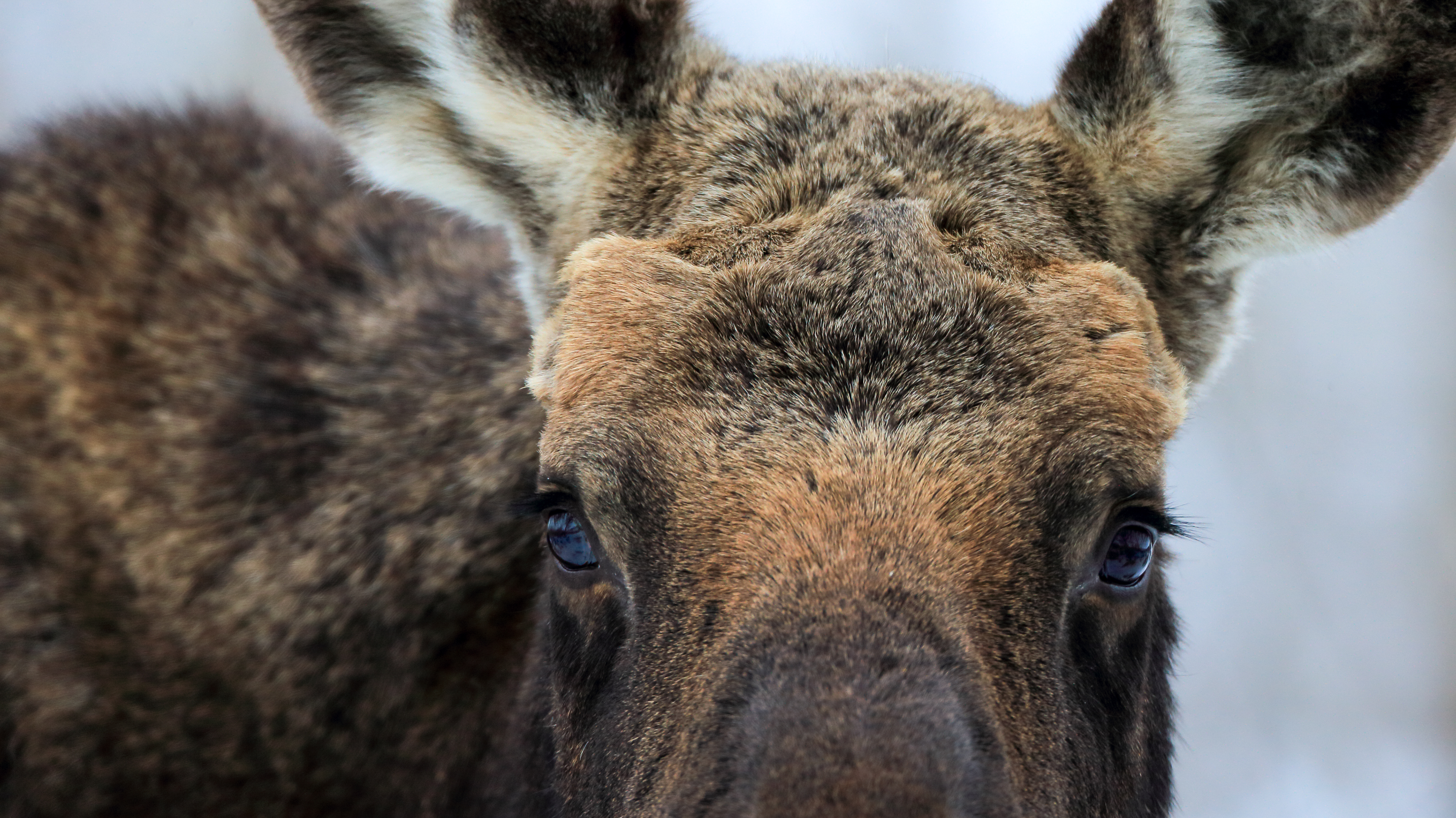 Moose close-up portrait with large antlers showing strength and vulnerability in northern habitat