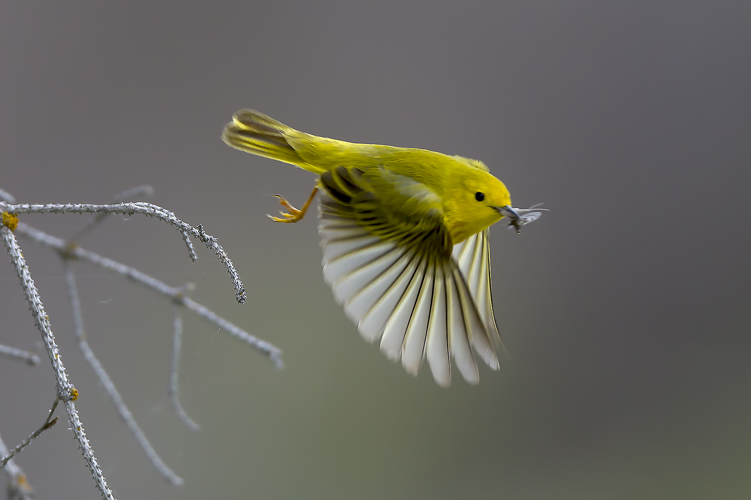 Yellow warbler catching an insect in flight, showing bird feeding behavior and insect-to-animal energy transfer in a North American food web