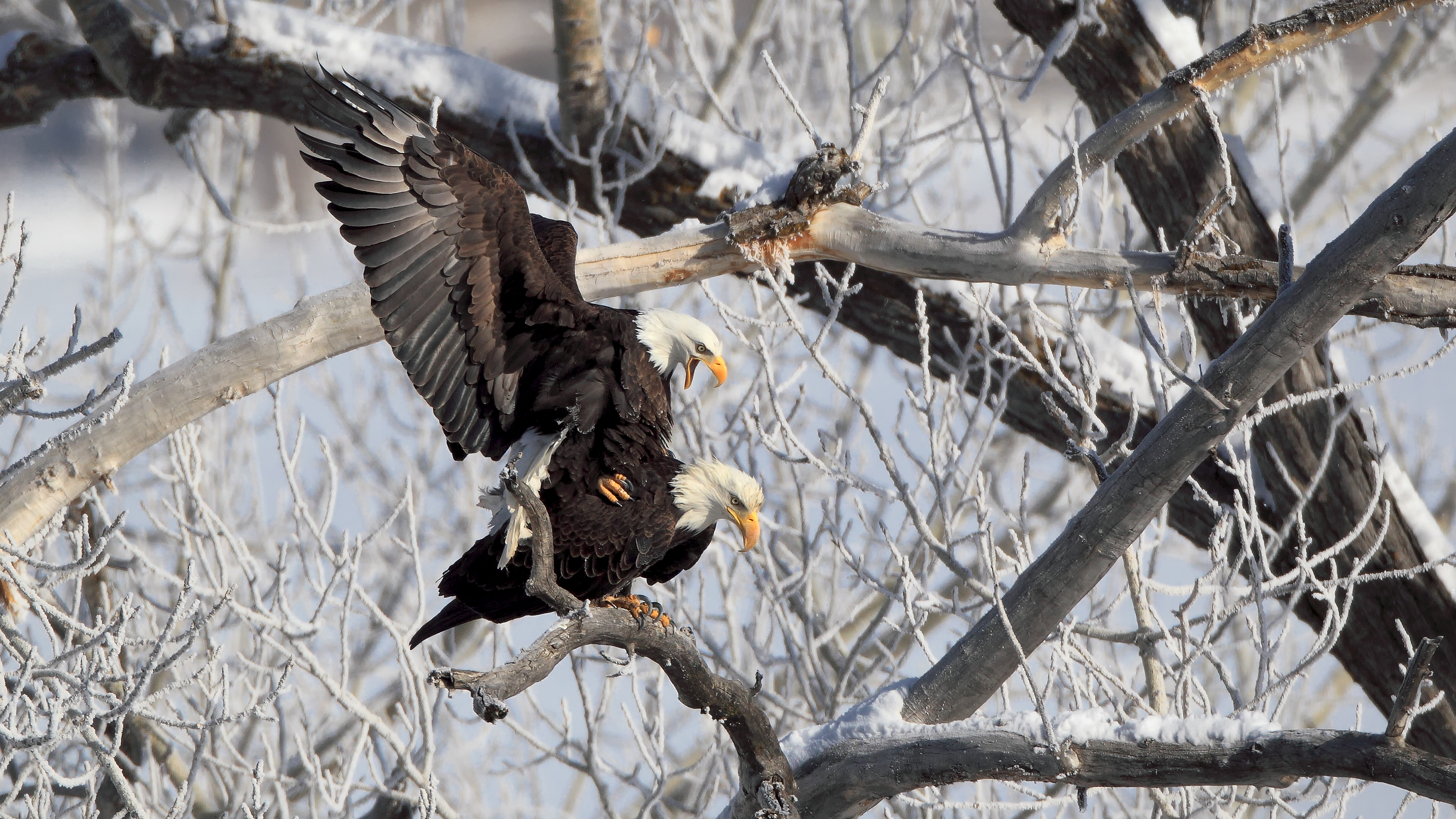 Bald eagles interacting in natural behavior during golden light, captured at precise timing with balanced composition and undisturbed presence