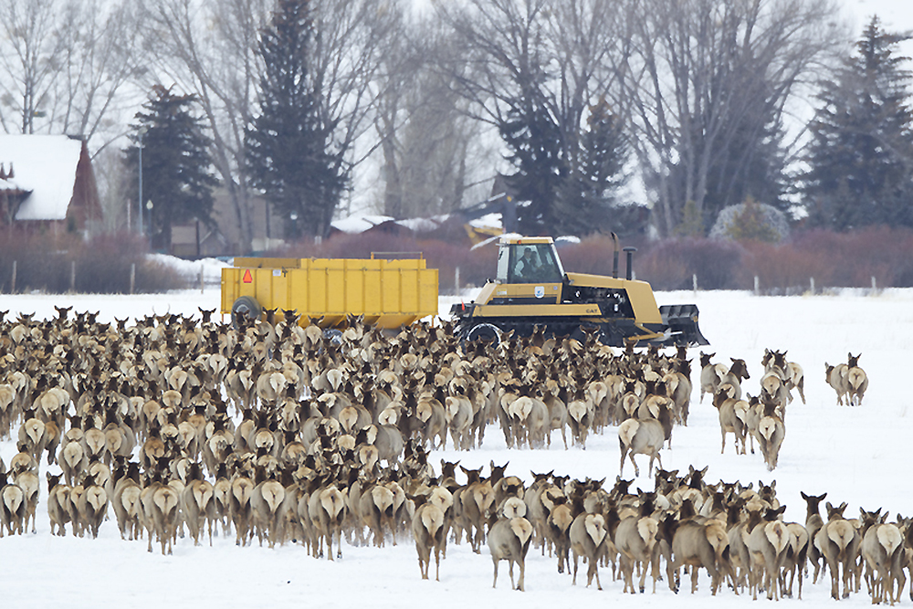 Large herd of elk spread across snowy winter range in Jackson area, showing how open valley habitat and protected winter grounds create ideal conditions for observing herd structure and landscape scale