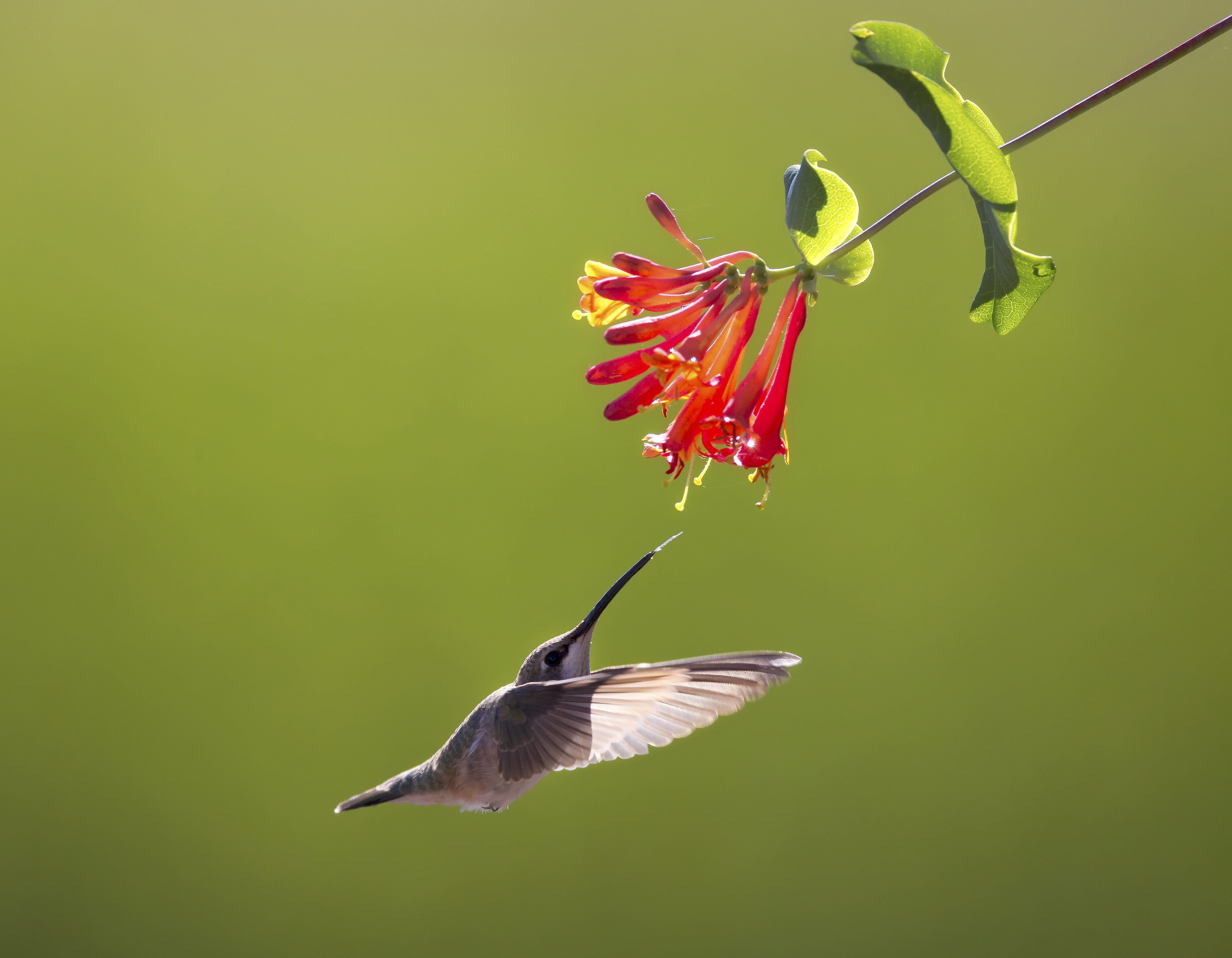 Hummingbird Nectar