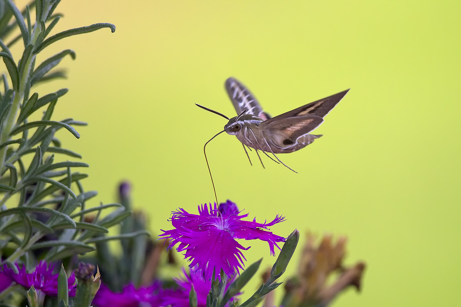 Hawk moth drinking nectar mid-flight with extended proboscis