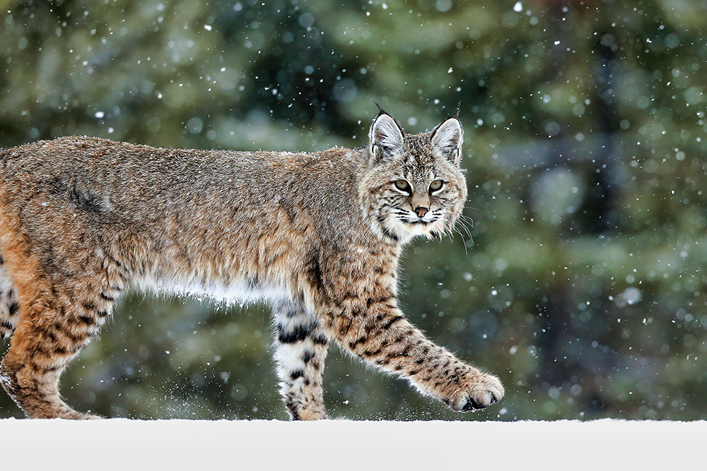 Bobcat walking through winter snow