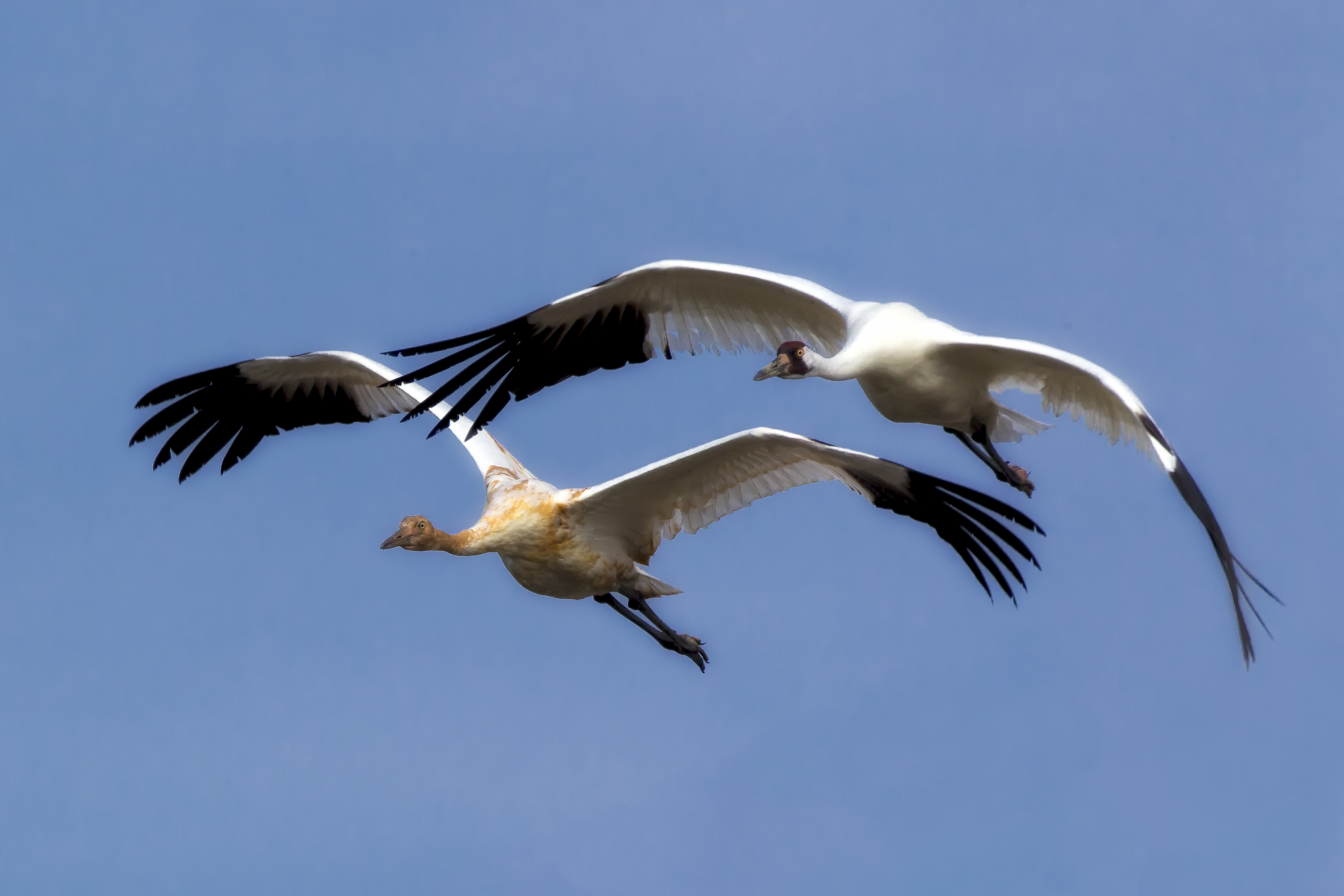 Two Whooping Cranes flying in synchronized motion — a visual metaphor for entanglement