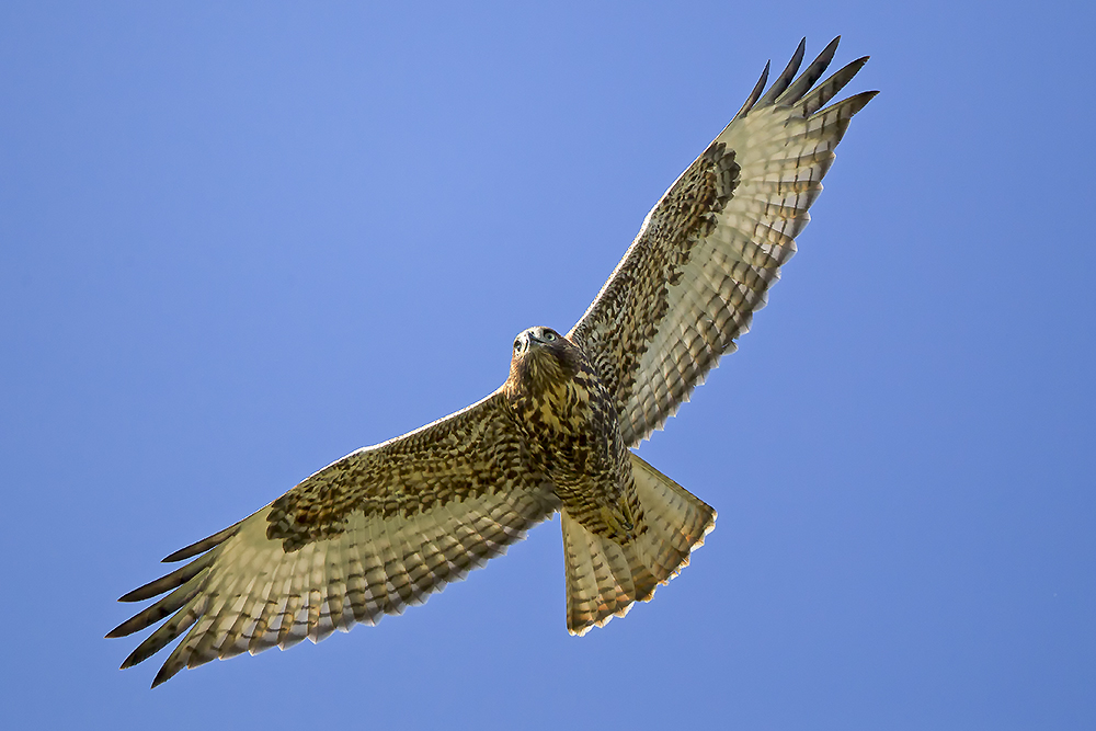 Red-tailed hawk in flight soaring on thermal currents with wings spread wide against open sky