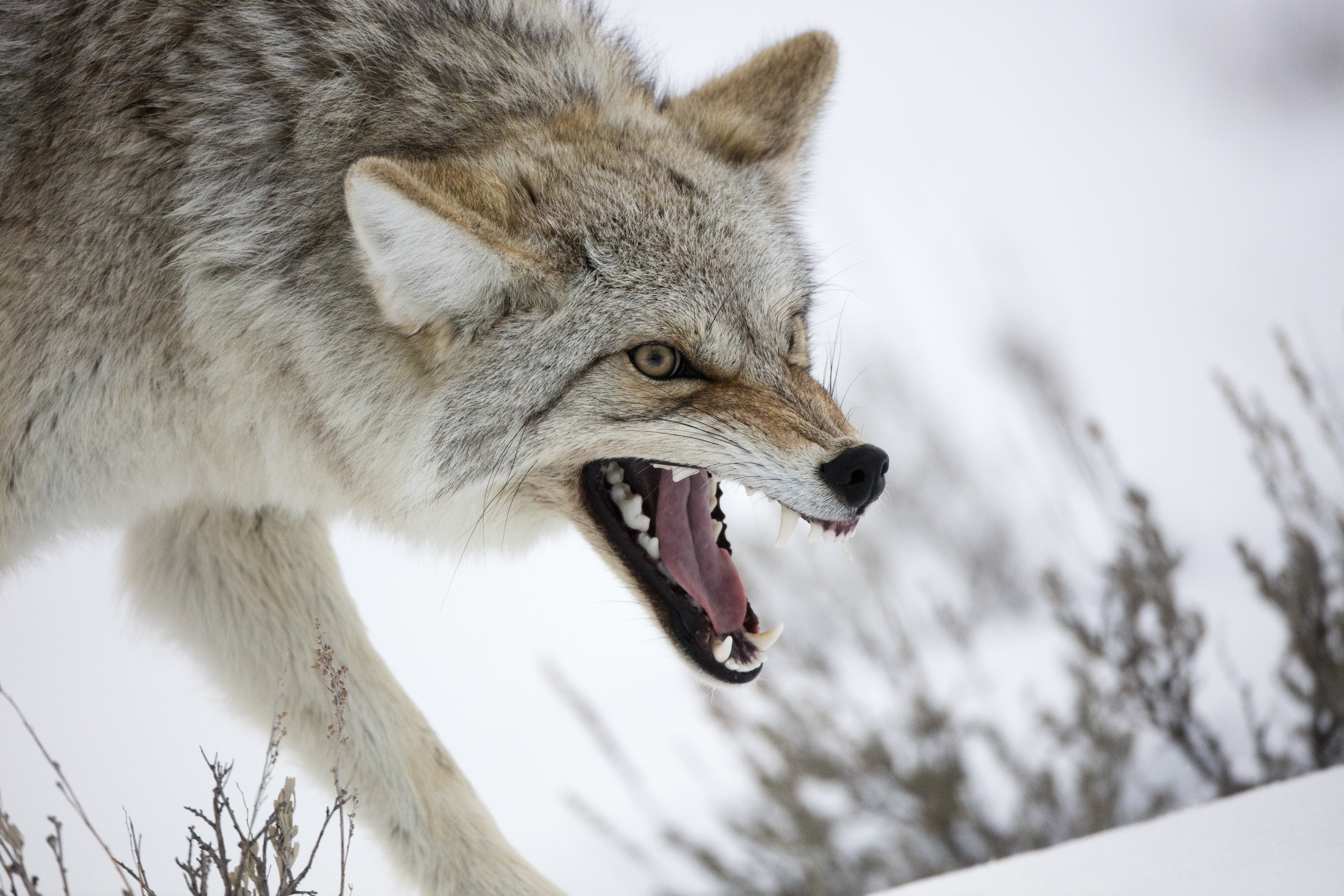 Coyote standing alert in snowy habitat showing winter survival conditions