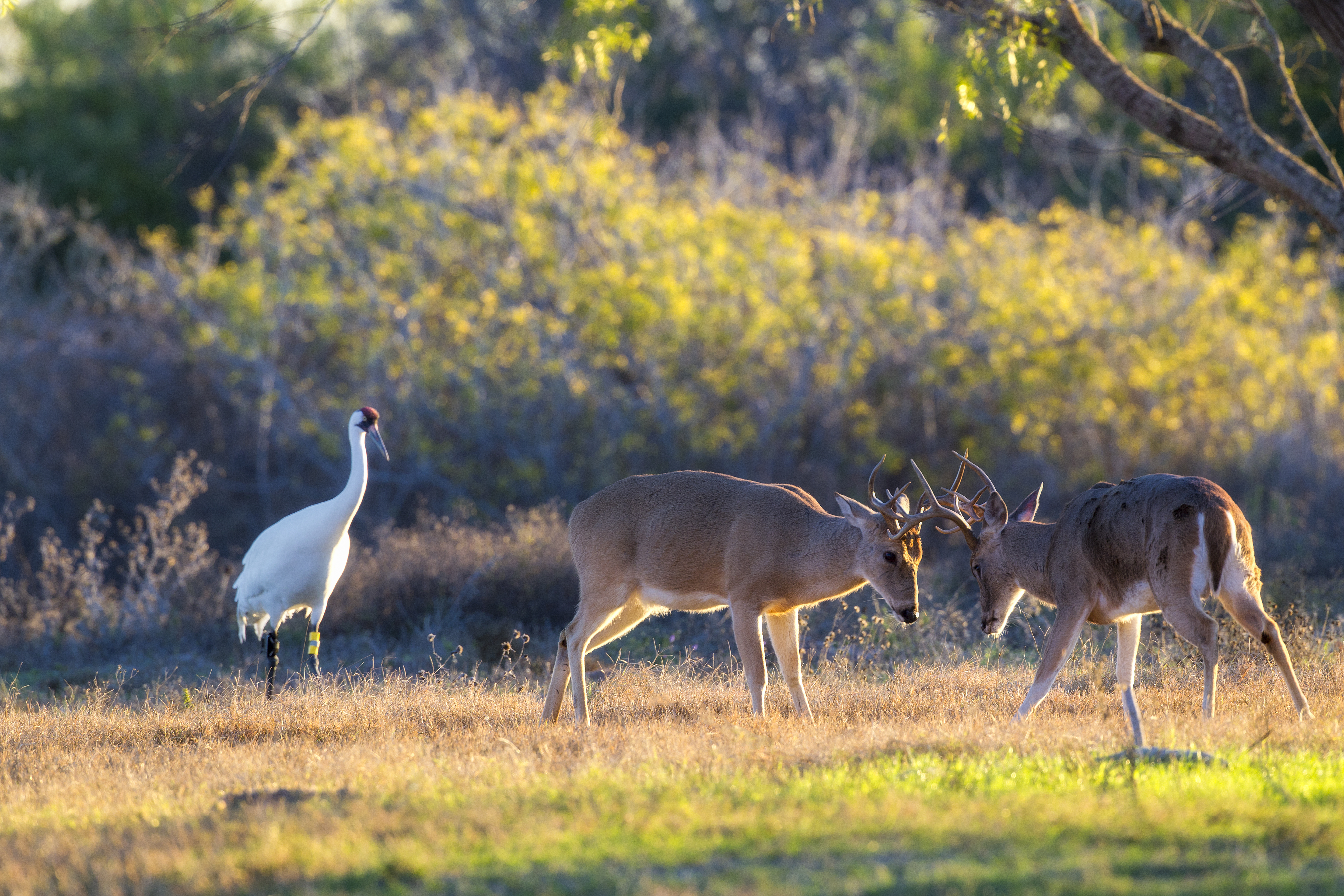 Whooping crane and white-tailed deer sharing coastal marsh habitat at Aransas National Wildlife Refuge with calm undisturbed behavior