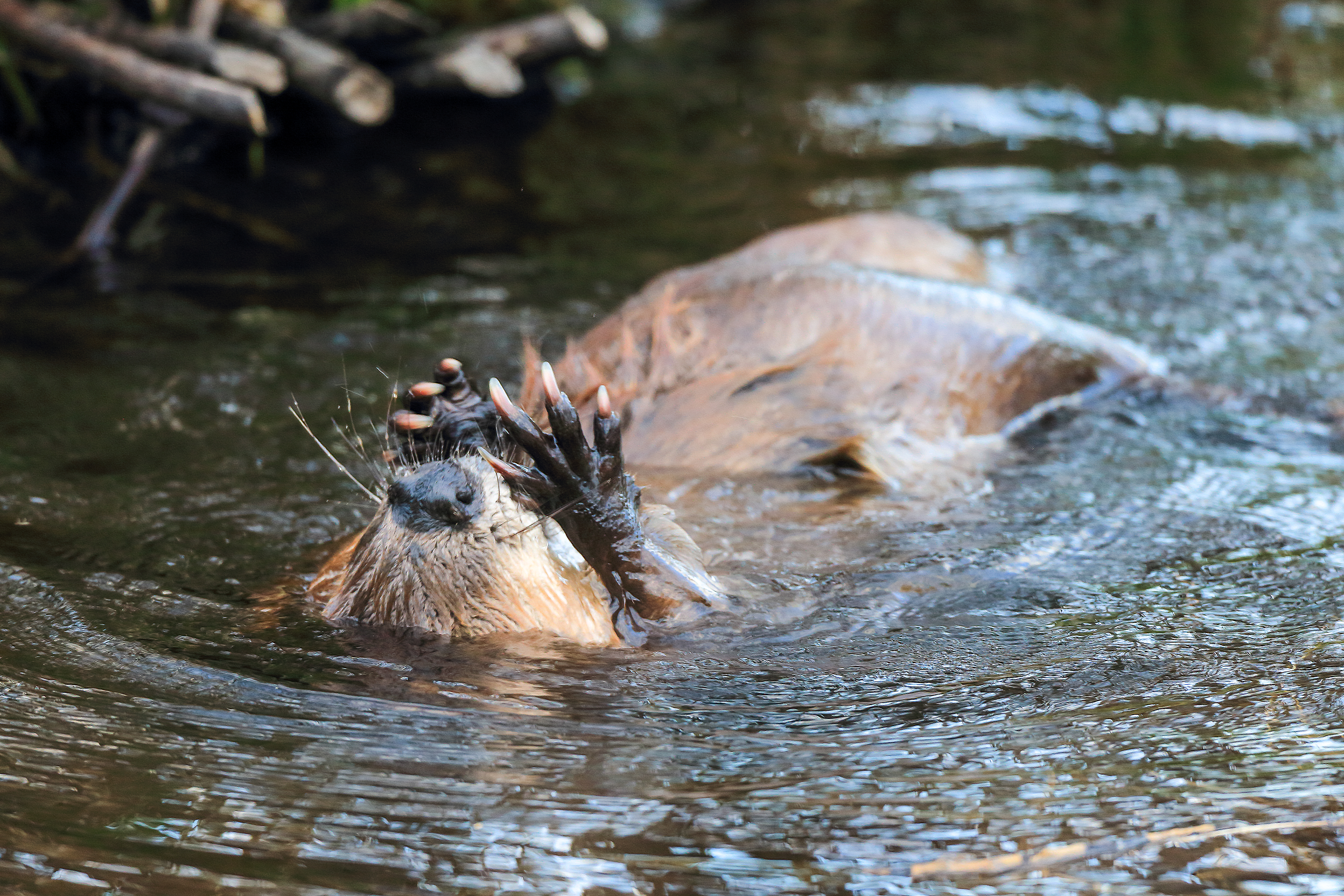 Beaver gliding through calm water at dusk with ripples trailing behind in wetland habitat