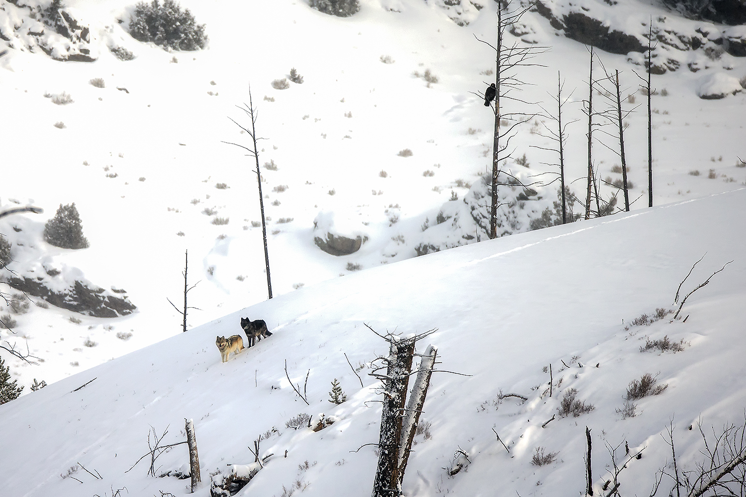 Two wolves on a snowy Yellowstone hillside with a golden eagle above, showing predator relationships, habitat context, and winter ecology in North America