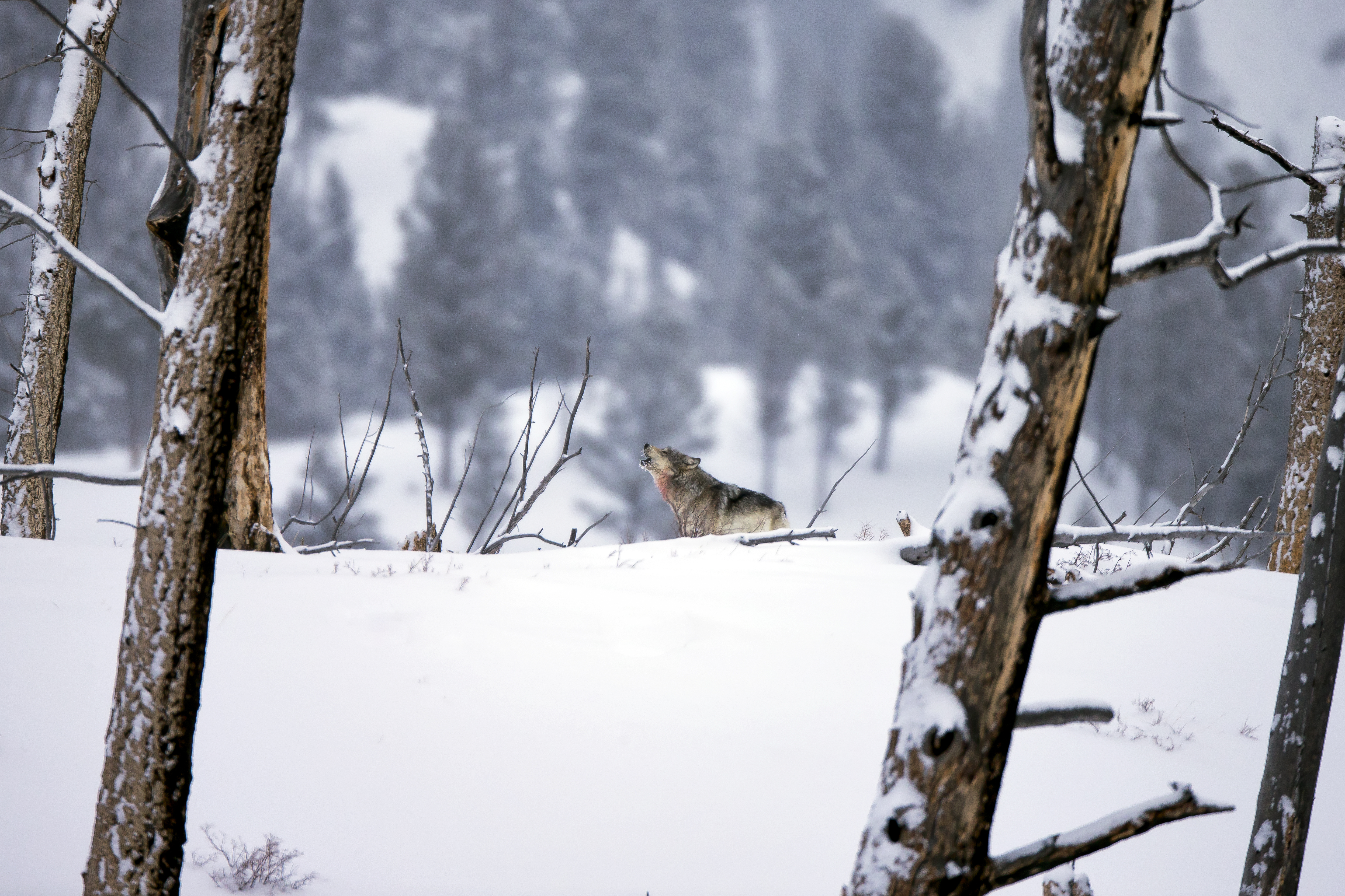 Grey wolf howling in a snowy wilderness—its voice rising as a timeless call to the wild