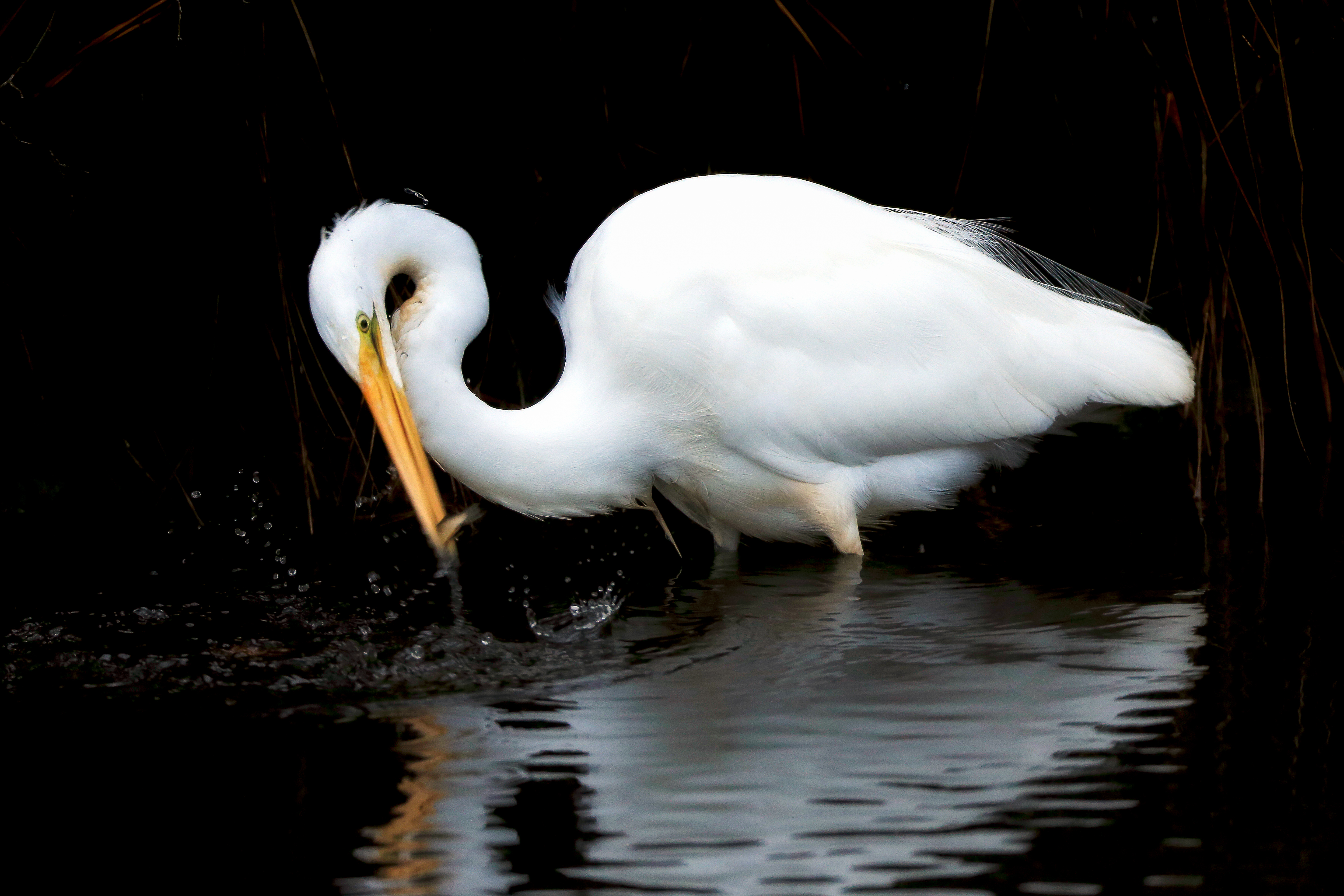 Great egret wading through shallow marsh water near Chincoteague ponies