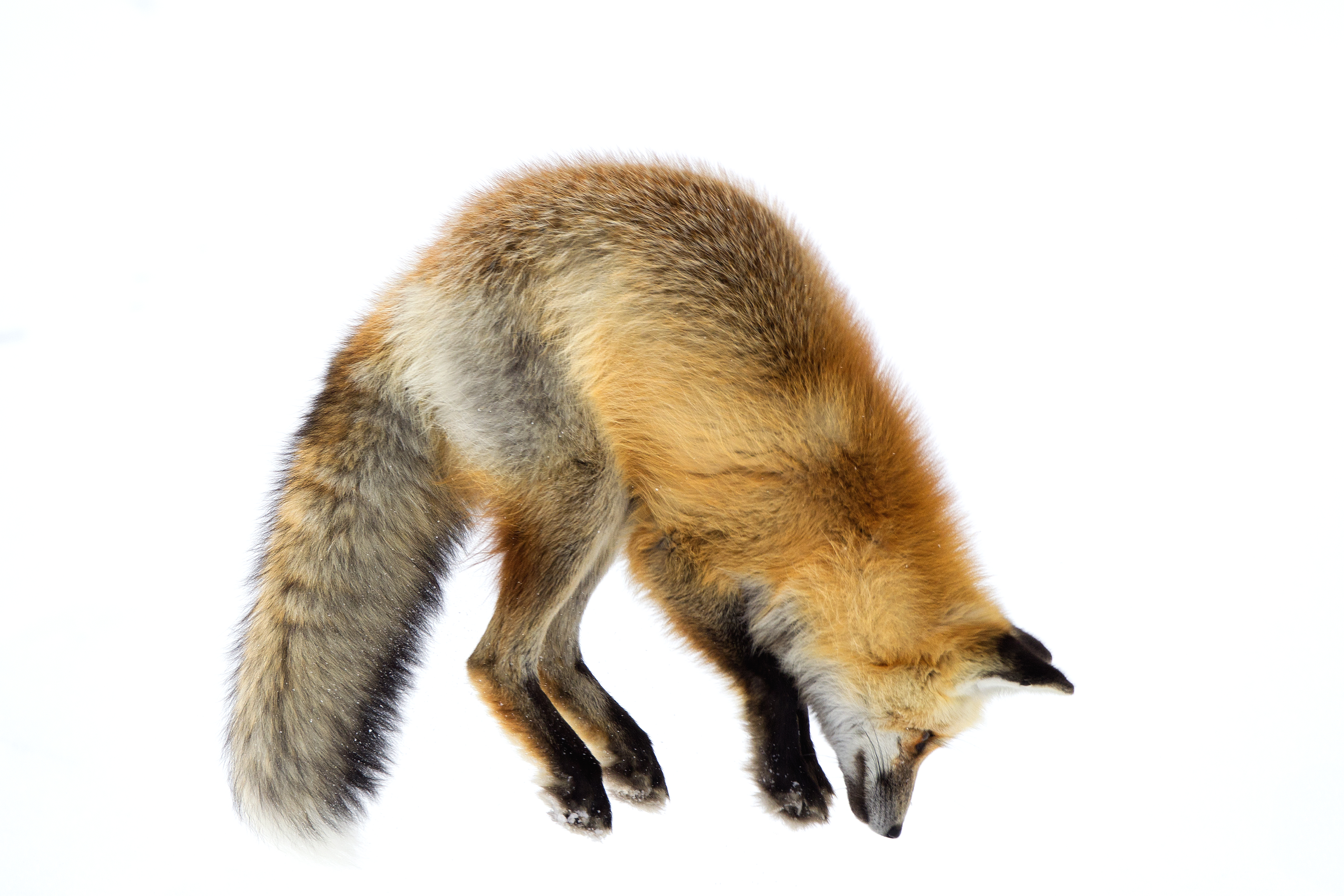 Red Fox Mousing