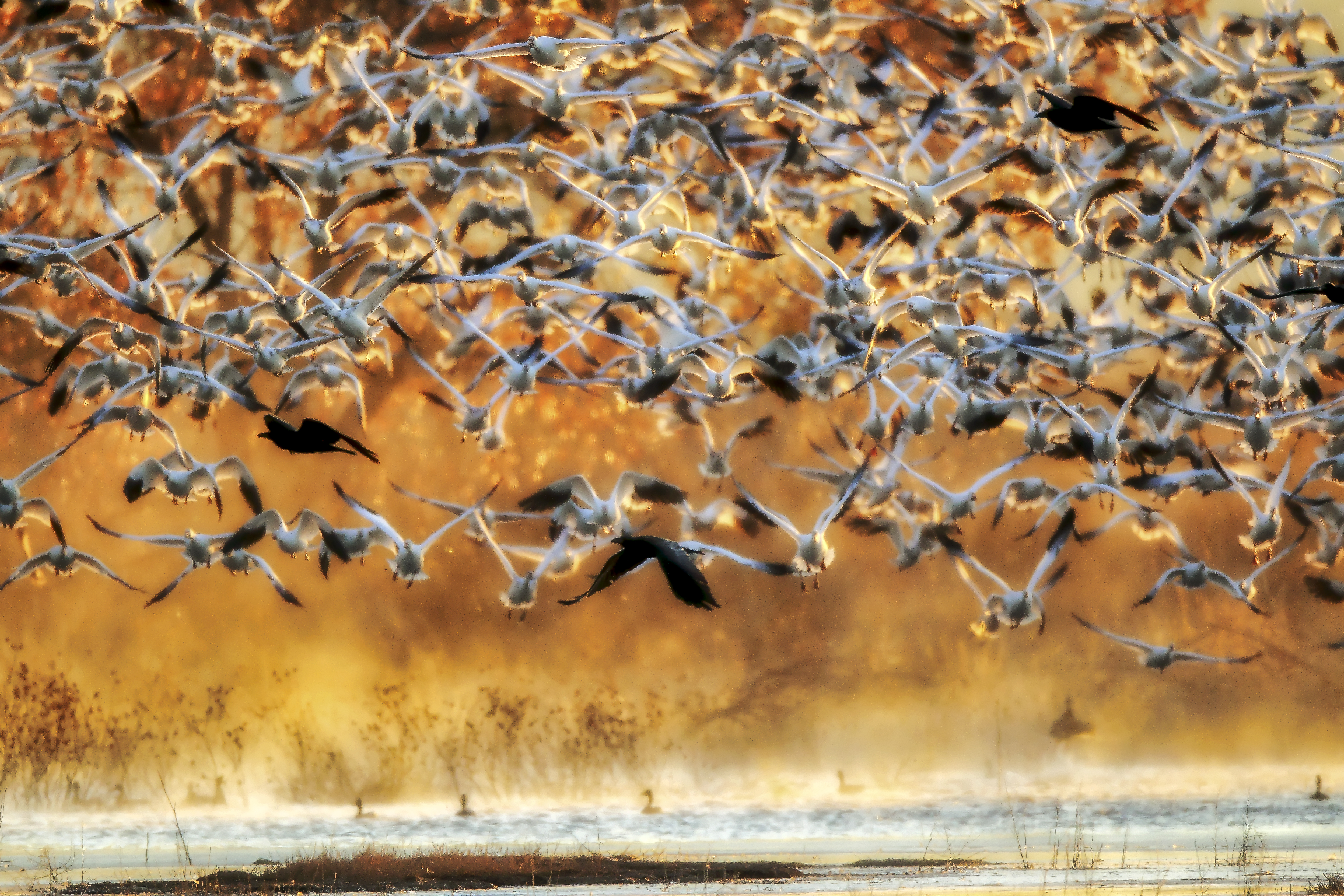 Snow geese and ravens flying together through golden sunrise light at Bosque Del Apache National Wildlife Refuge