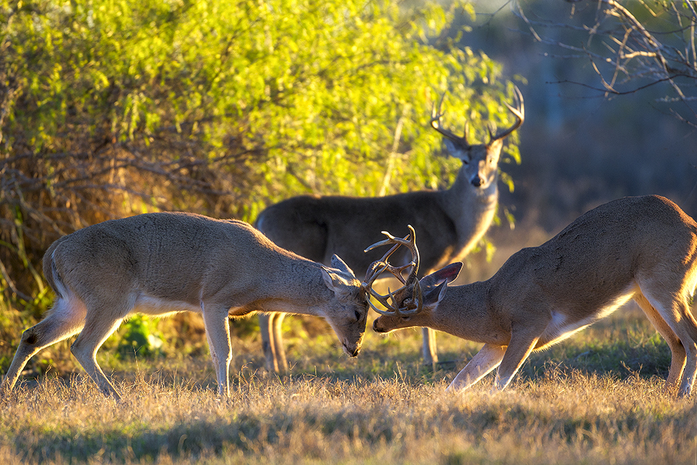 White-tailed bucks in open habitat during breeding season, holding natural spacing and alert but undisturbed posture