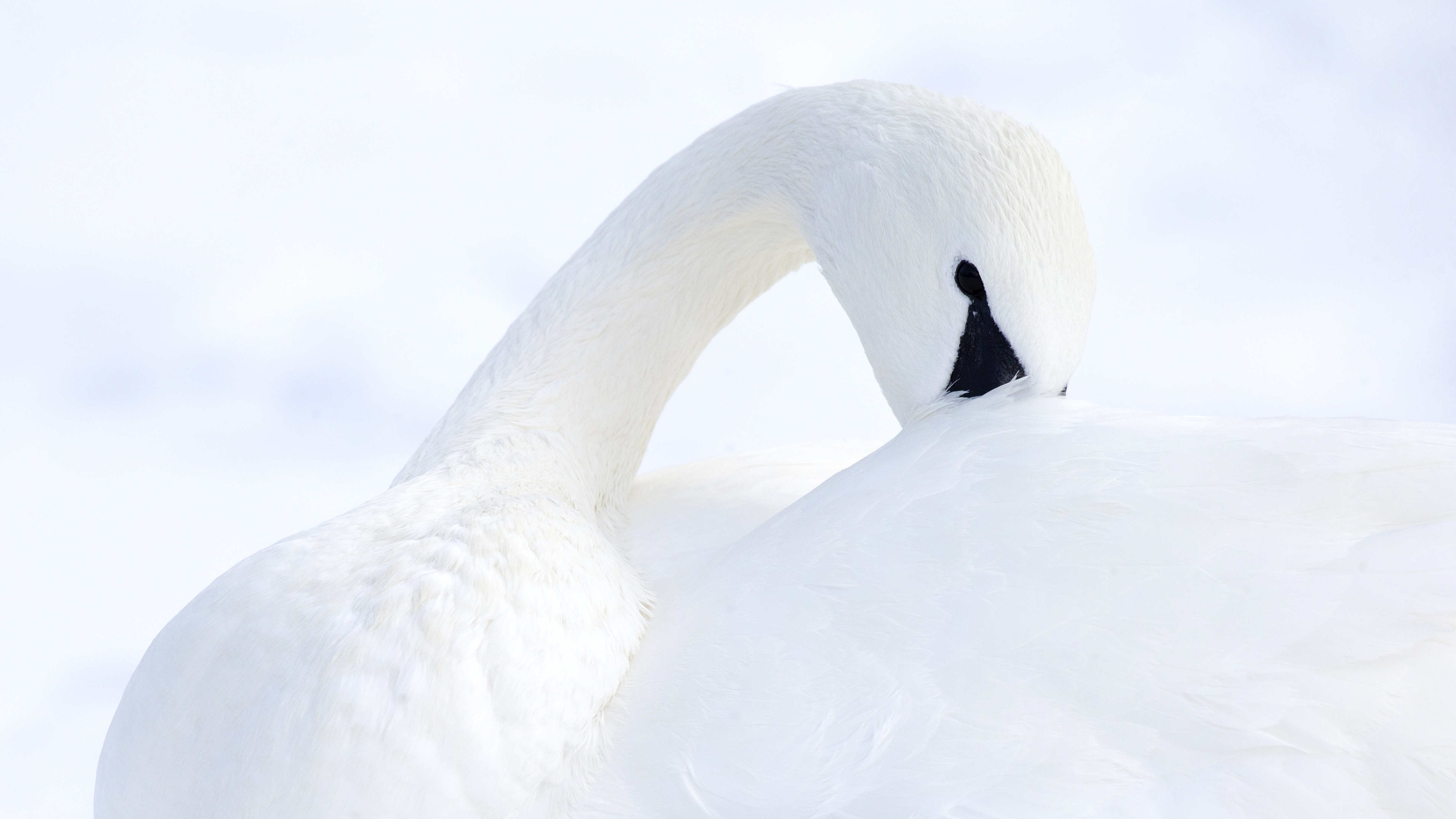 Trumpeter swan gliding across Wyoming water with calm but shifting posture during a winter field observation
