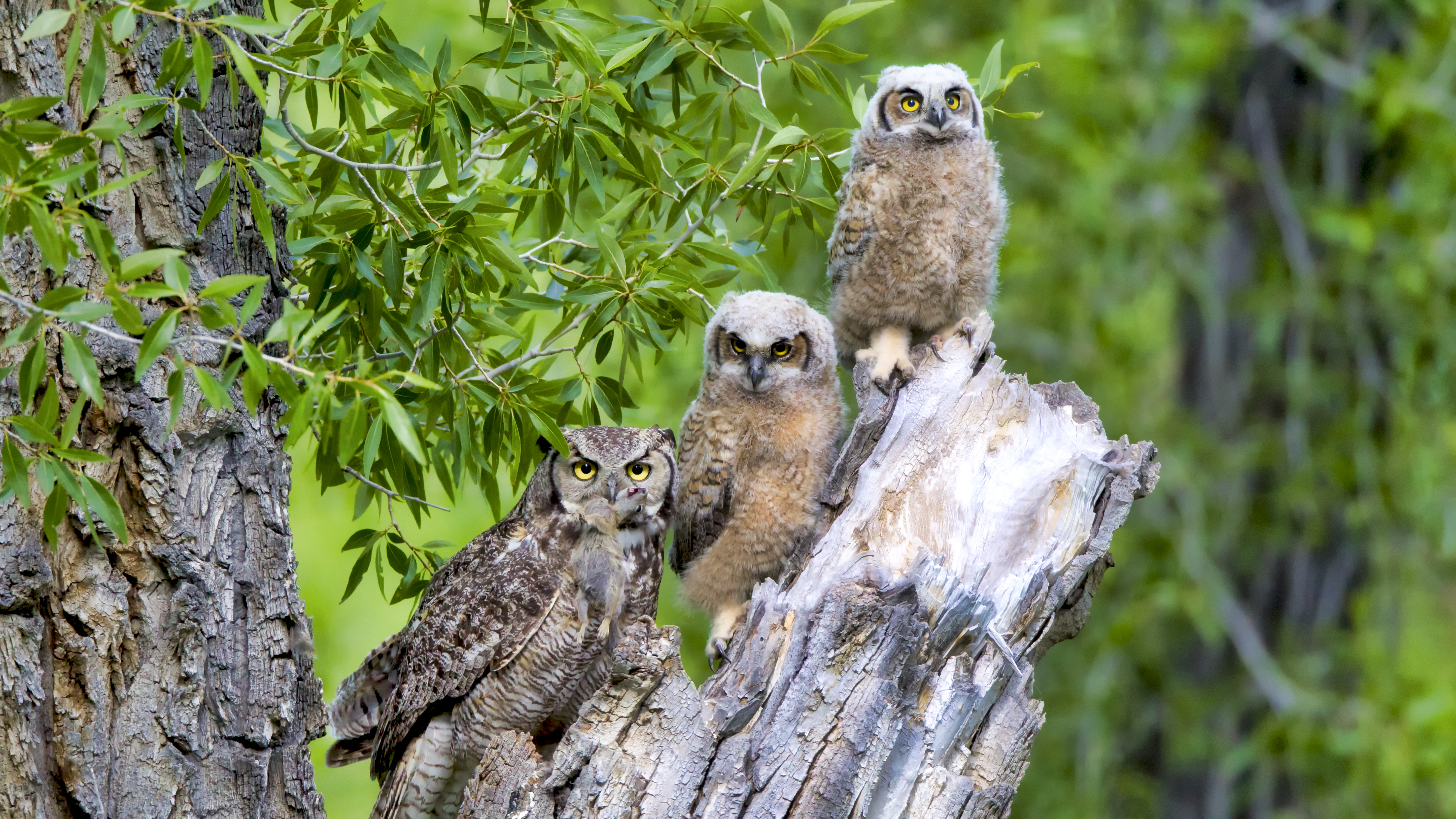 Great horned owls perched together in soft natural light, showing calm behavior and undisturbed presence in habitat