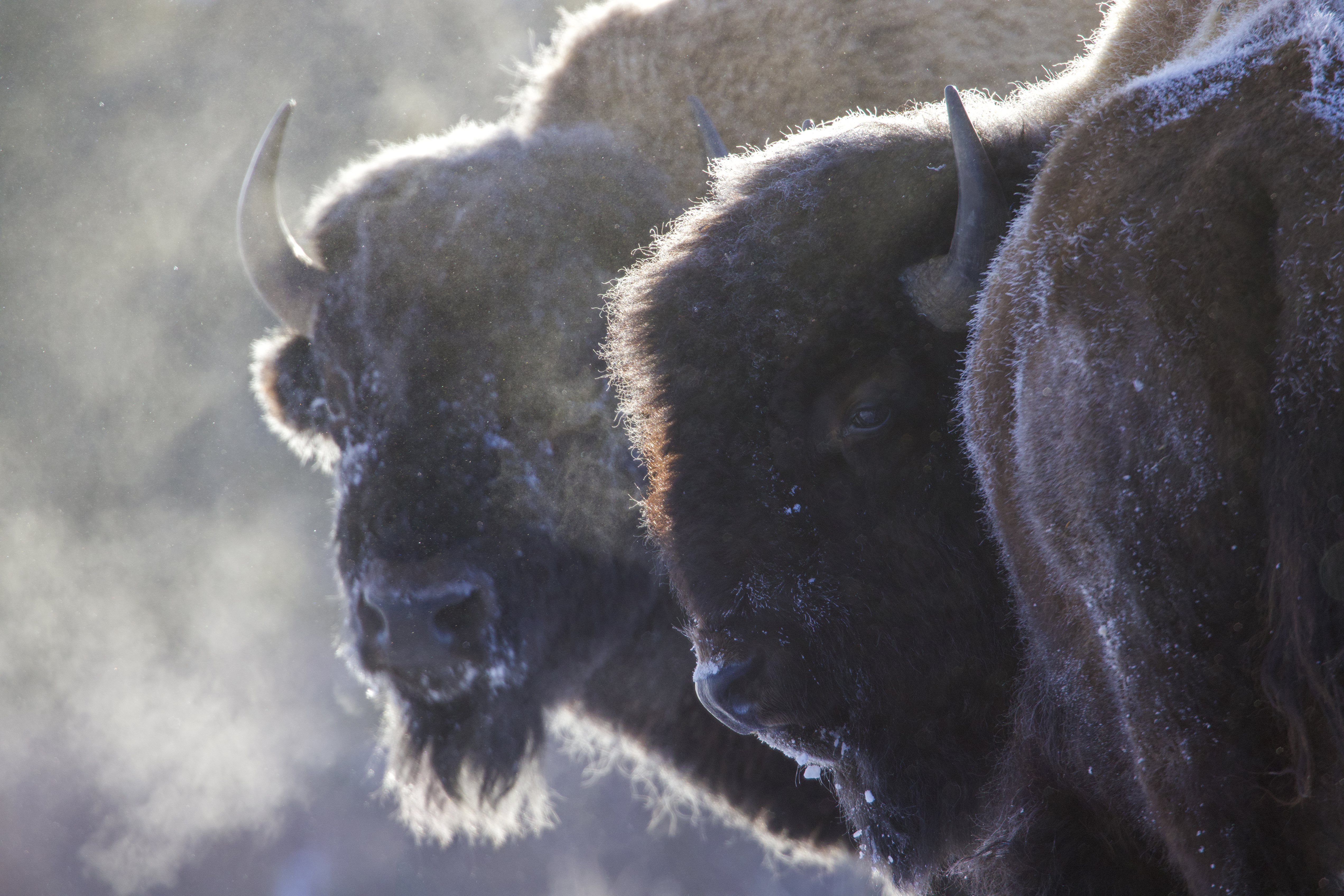 American bison grazing on winter grass through snow-covered prairie landscape