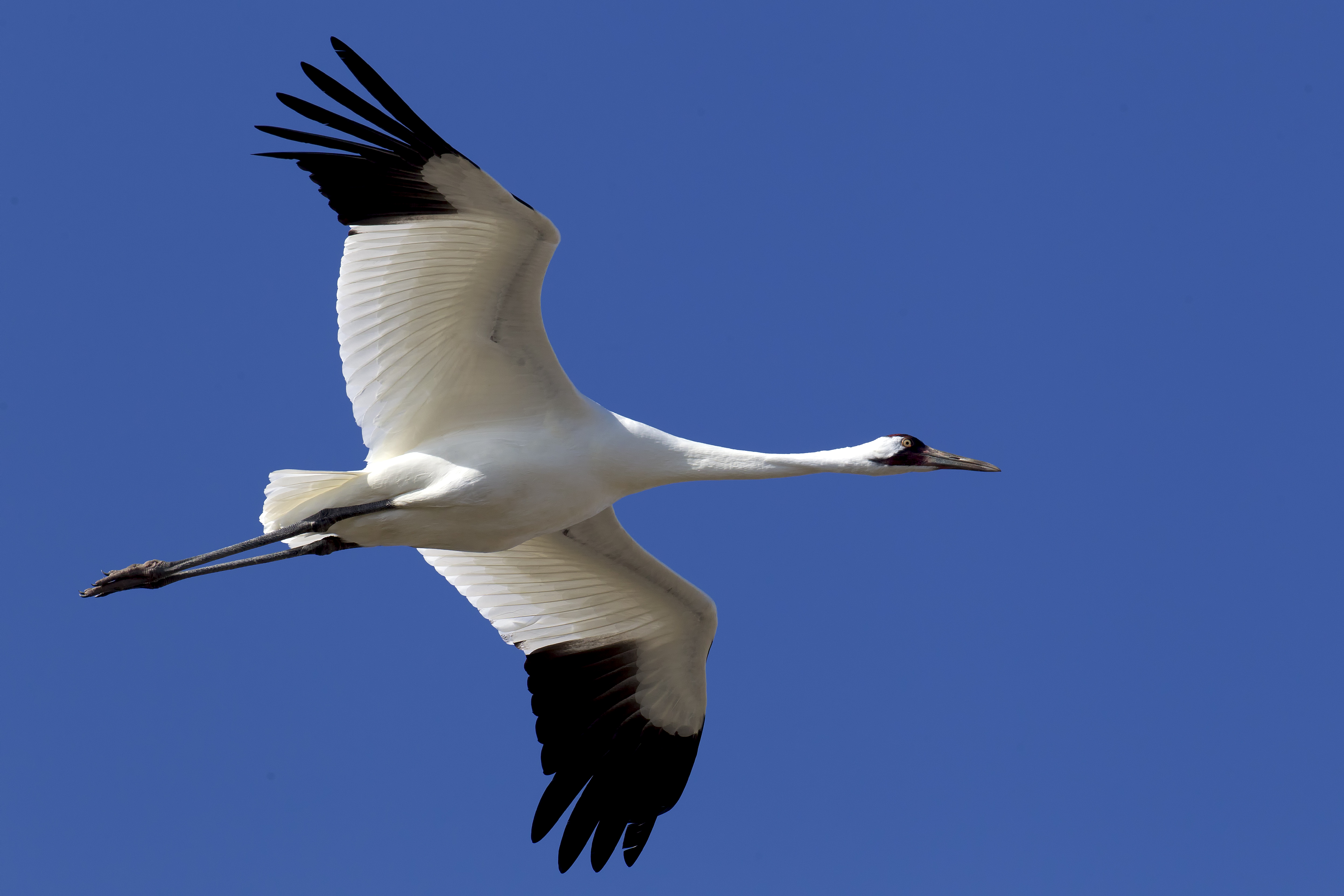 Whooping Crane gliding through golden sky — fine art flight image by Robbie George