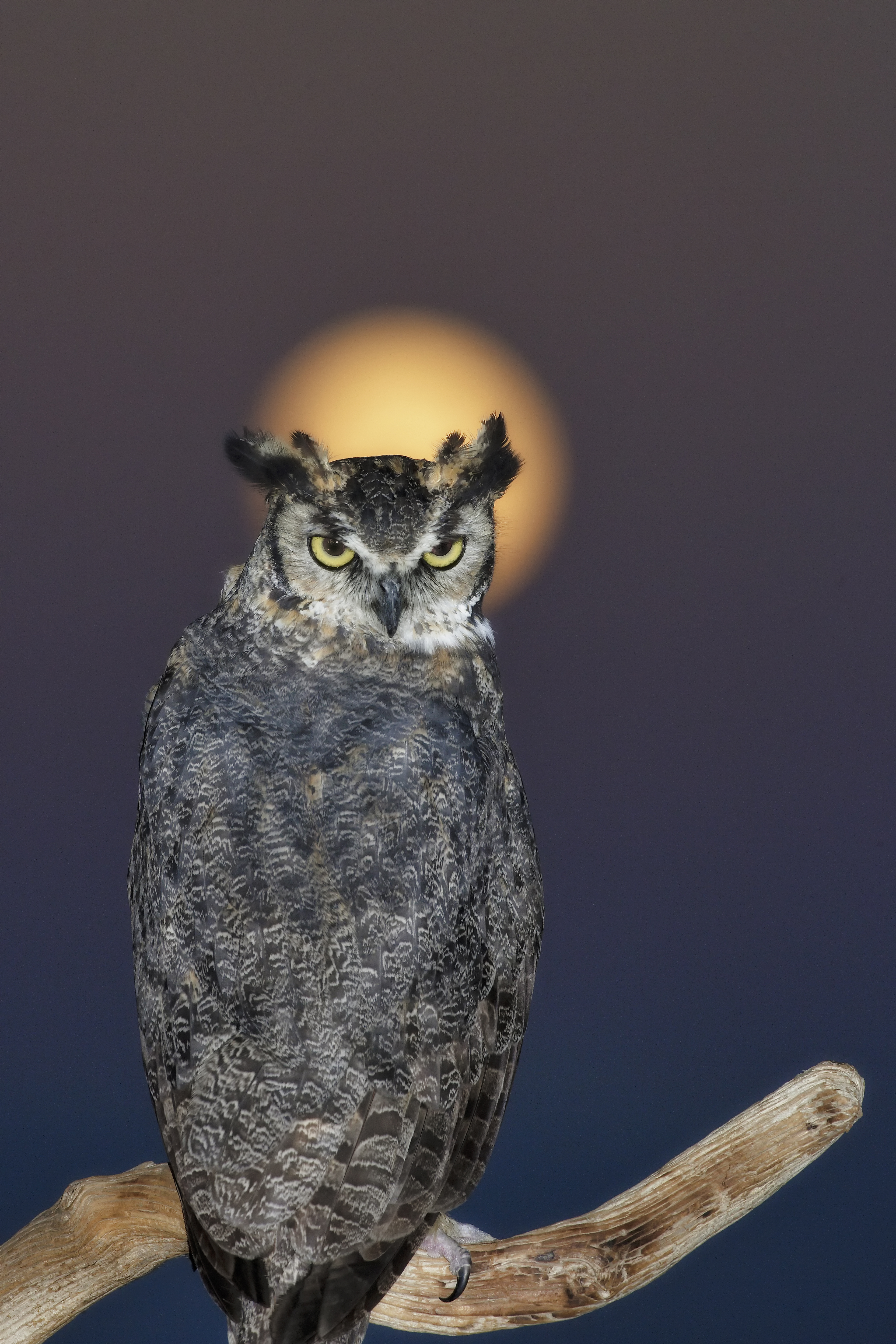 Great horned owl perched in shadowed tree cover using concealment before a nocturnal hunt