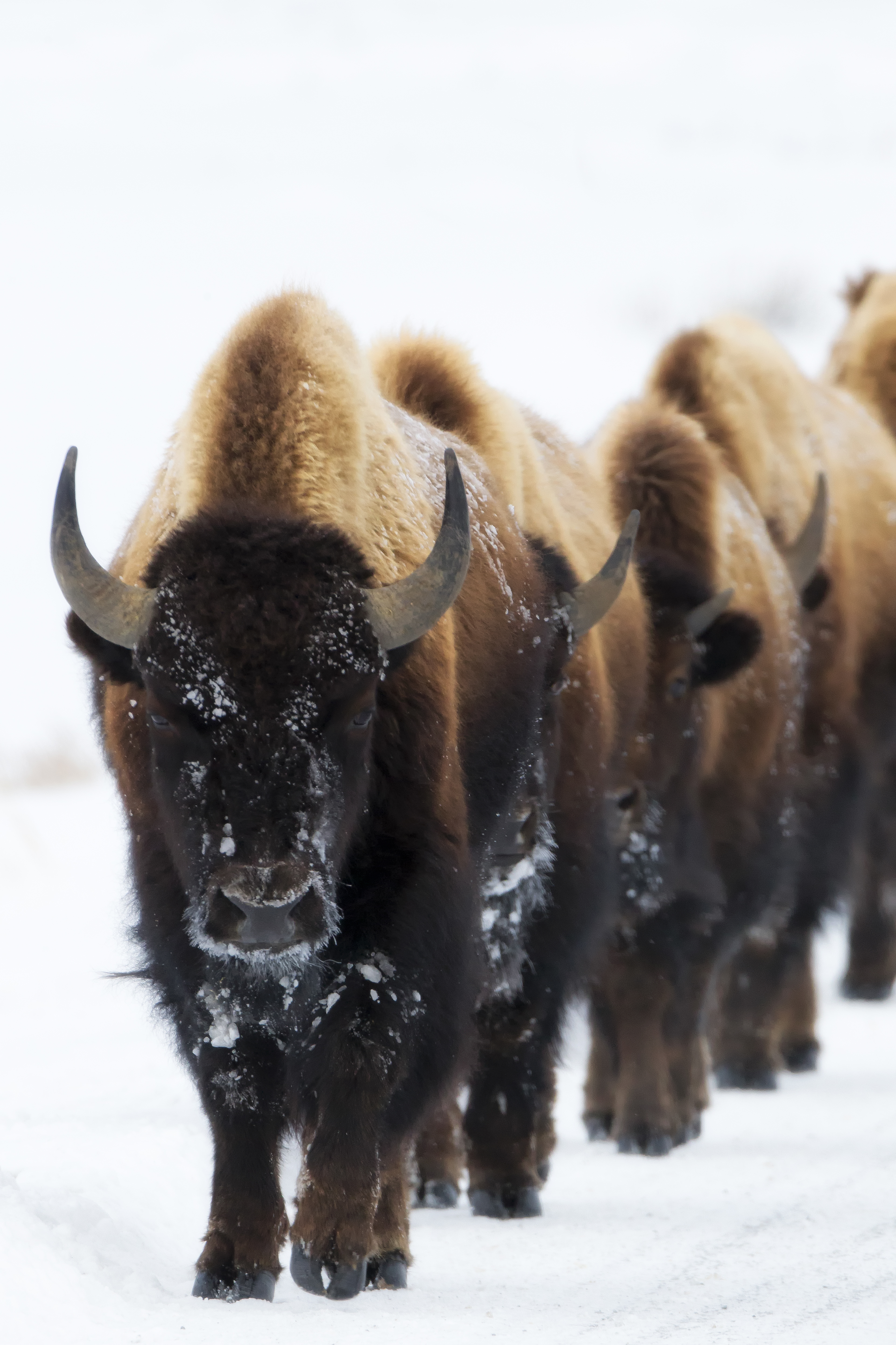 Wild bison exhaling warm breath in winter light — symbol of human field coherence