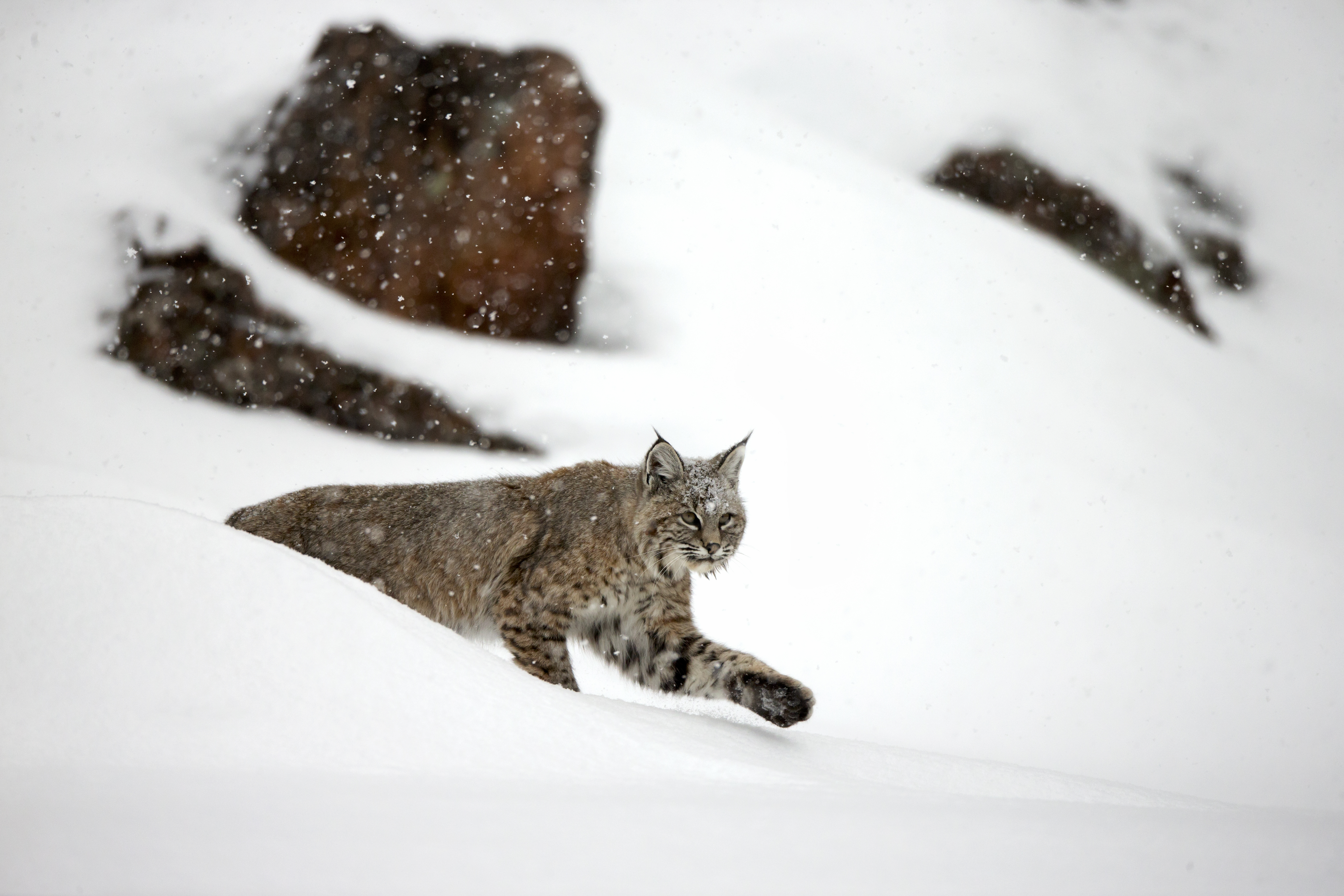 Bobcat on Snowy Slope – Spirit Animal of Sacred Timing and Stealth by Robbie George