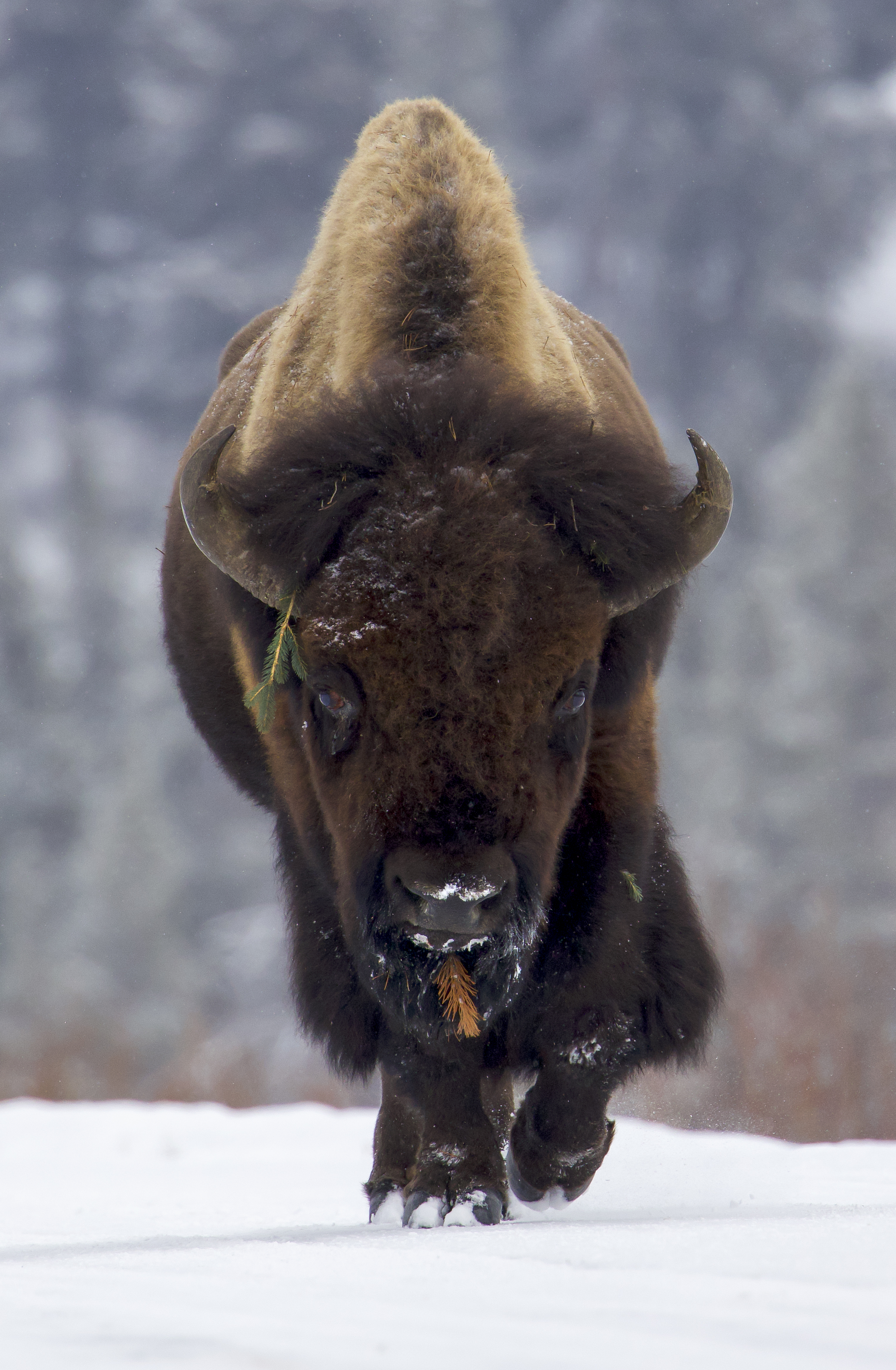 Bison bull in snowy landscape during winter showing thick coat and dominant posture