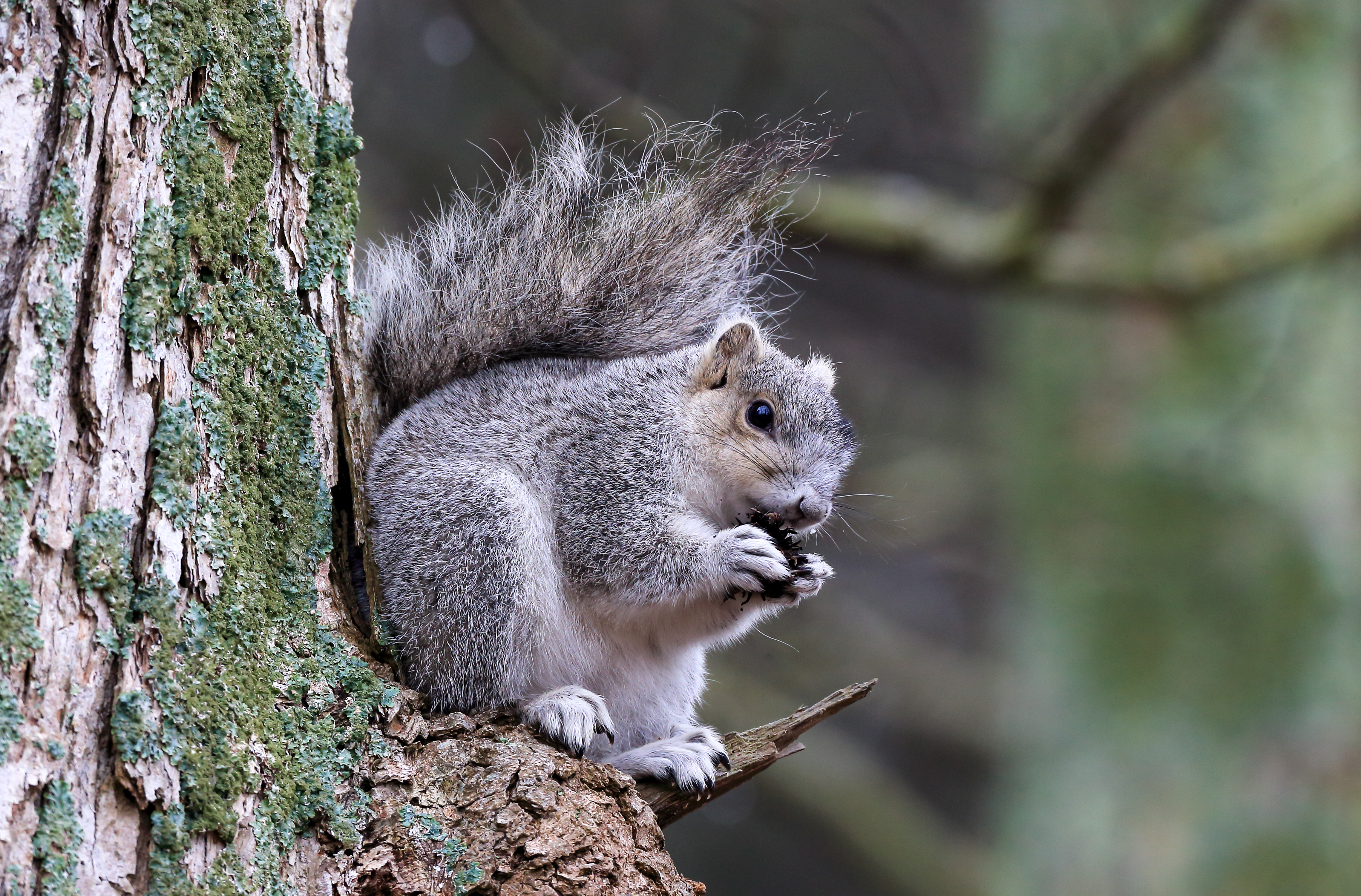 Delmarva fox squirrel standing alert on forest floor in soft light at Blackwater National Wildlife Refuge