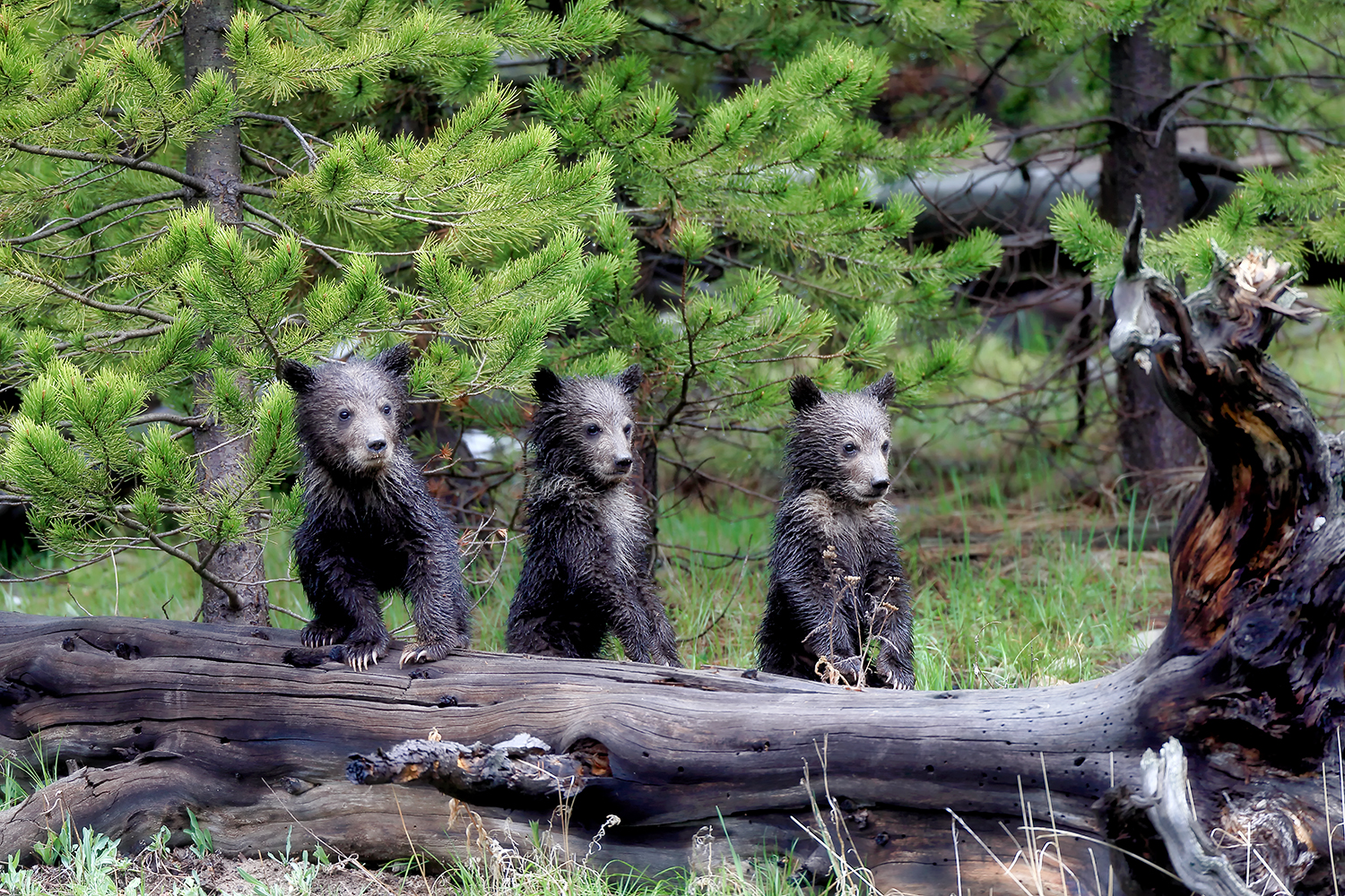 Three muddy grizzly bear cubs perched behind a fallen log in a lush, green forest clearing, curiously peering forward amid the surrounding pine trees.