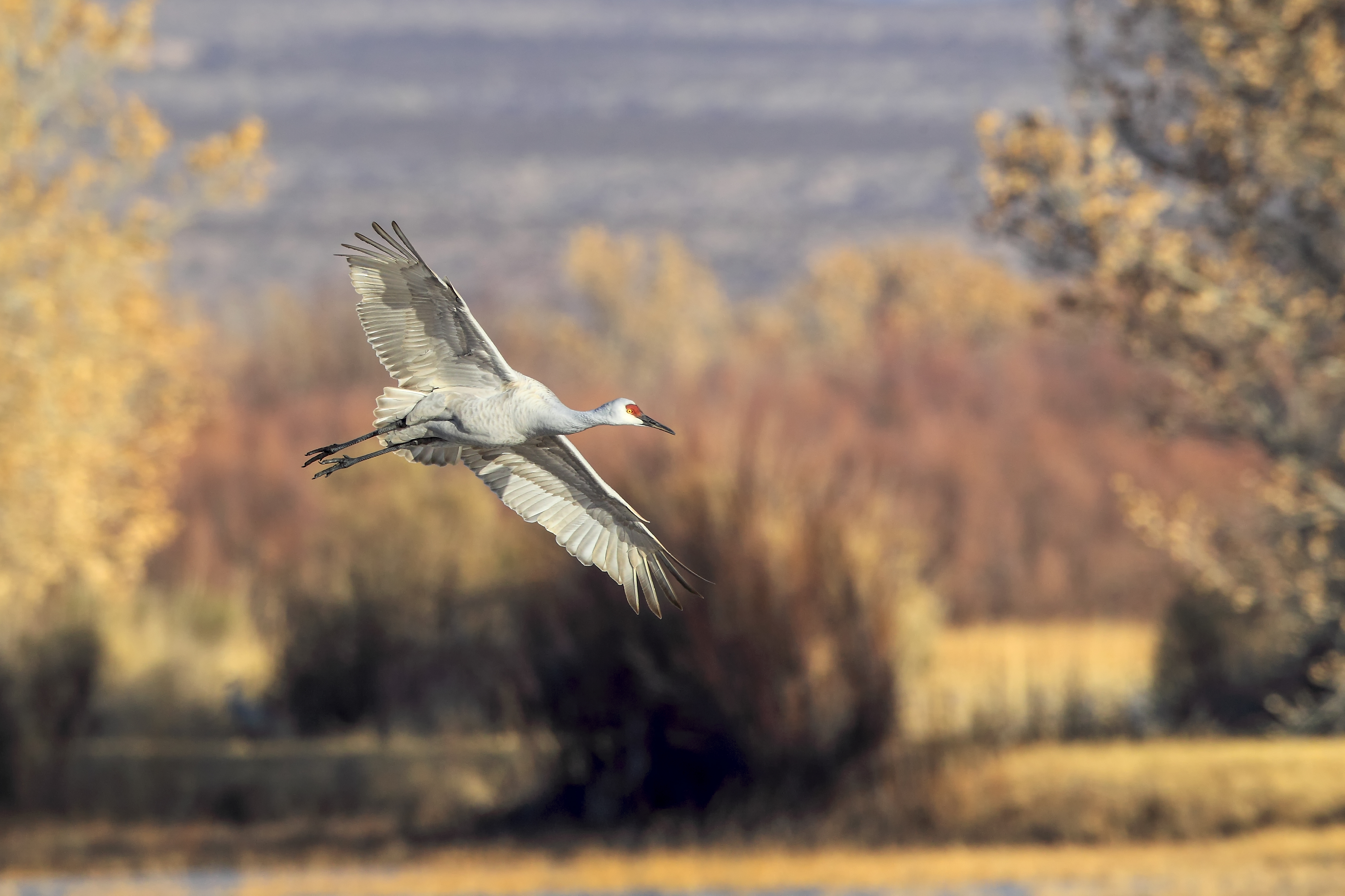 Sandhill crane walking through golden marsh grasses at Bosque Del Apache