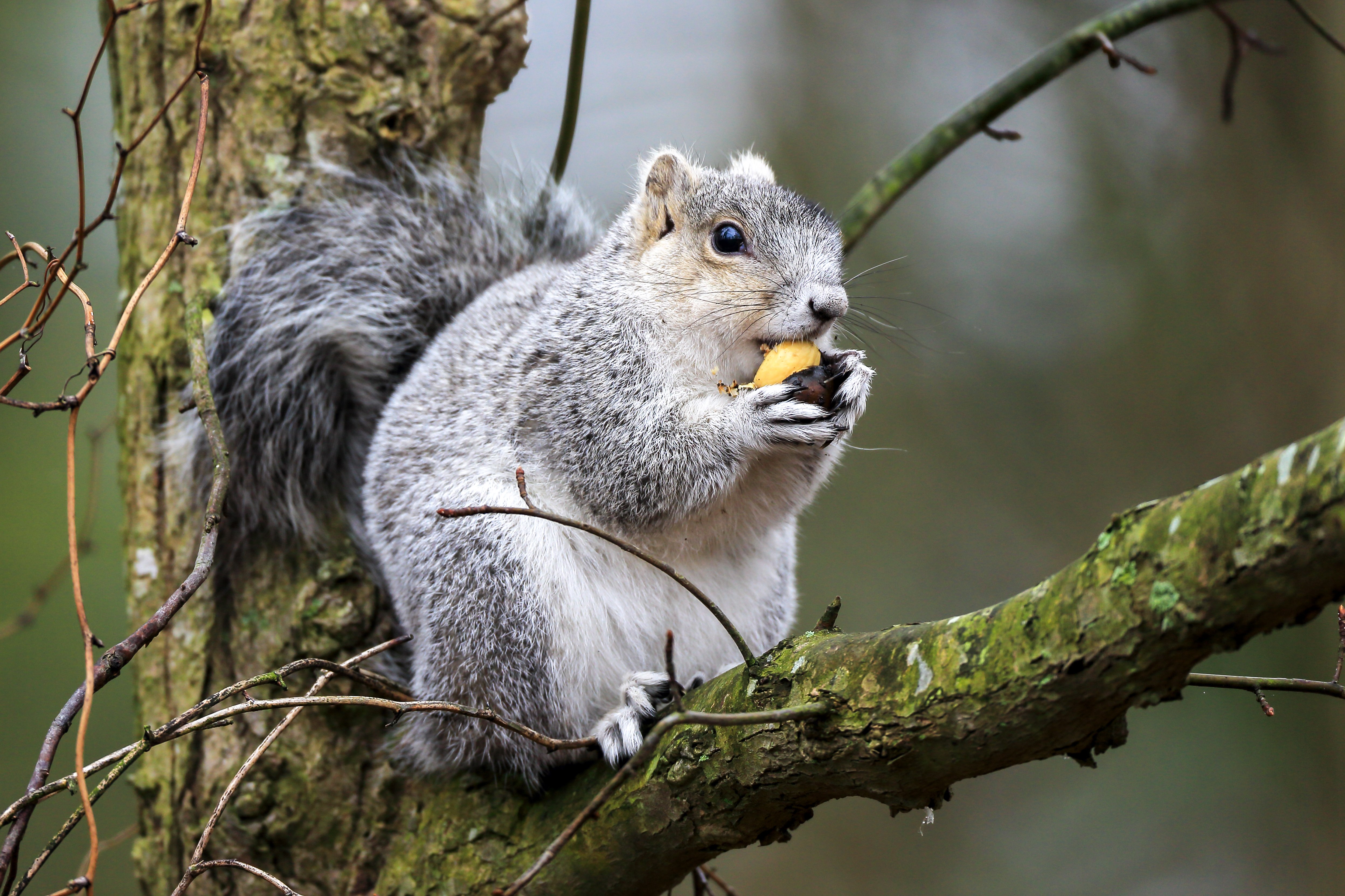 Delmarva fox squirrel eating on the forest floor among golden leaves and undergrowth