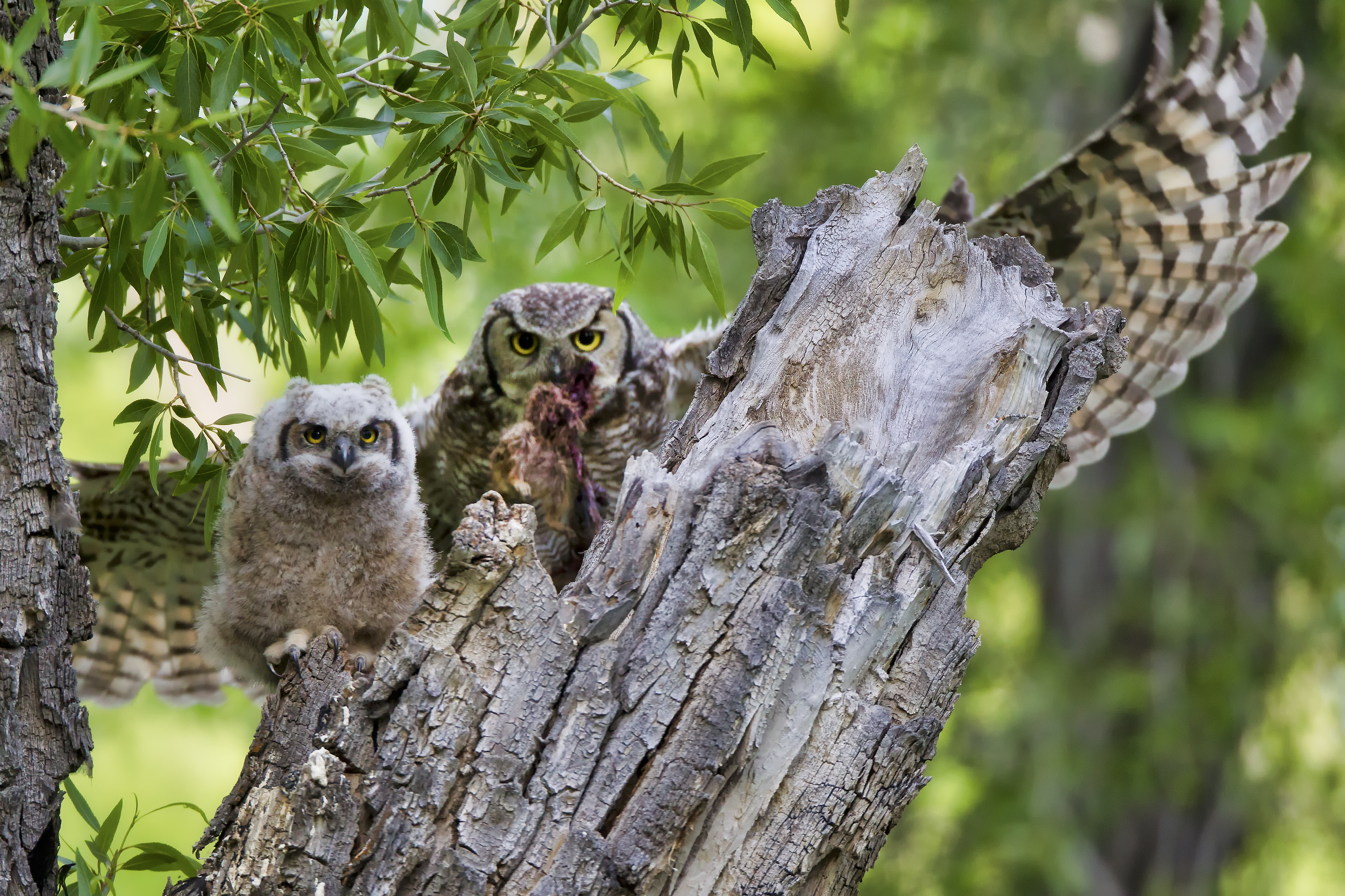 Great horned owl holding still on elevated perch while scanning low-light habitat for prey movement