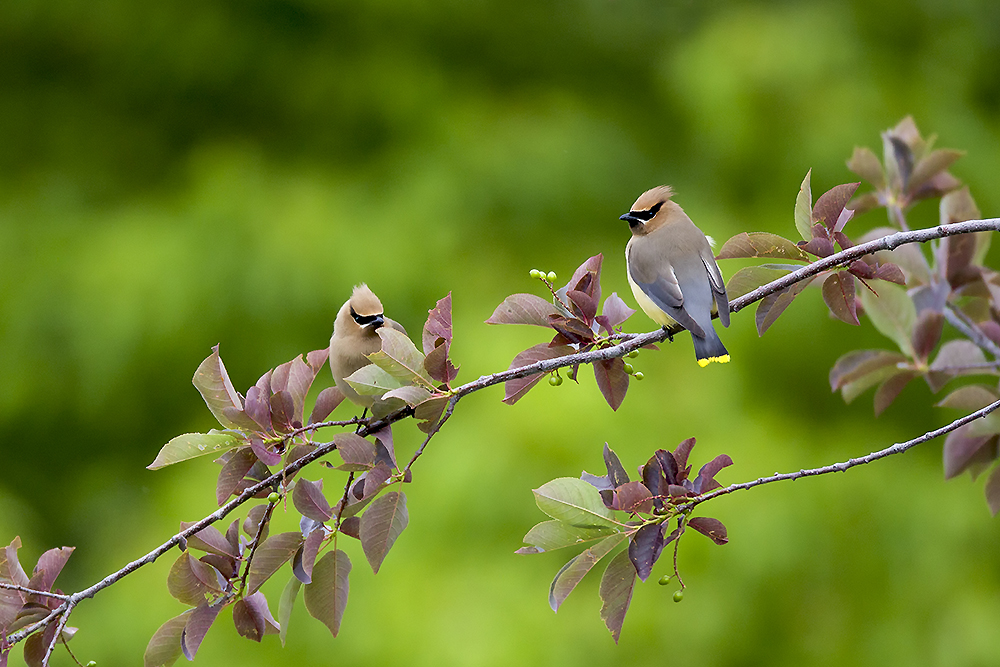 Cedar Waxwings passing berry between individuals on branch showing cooperative behavior