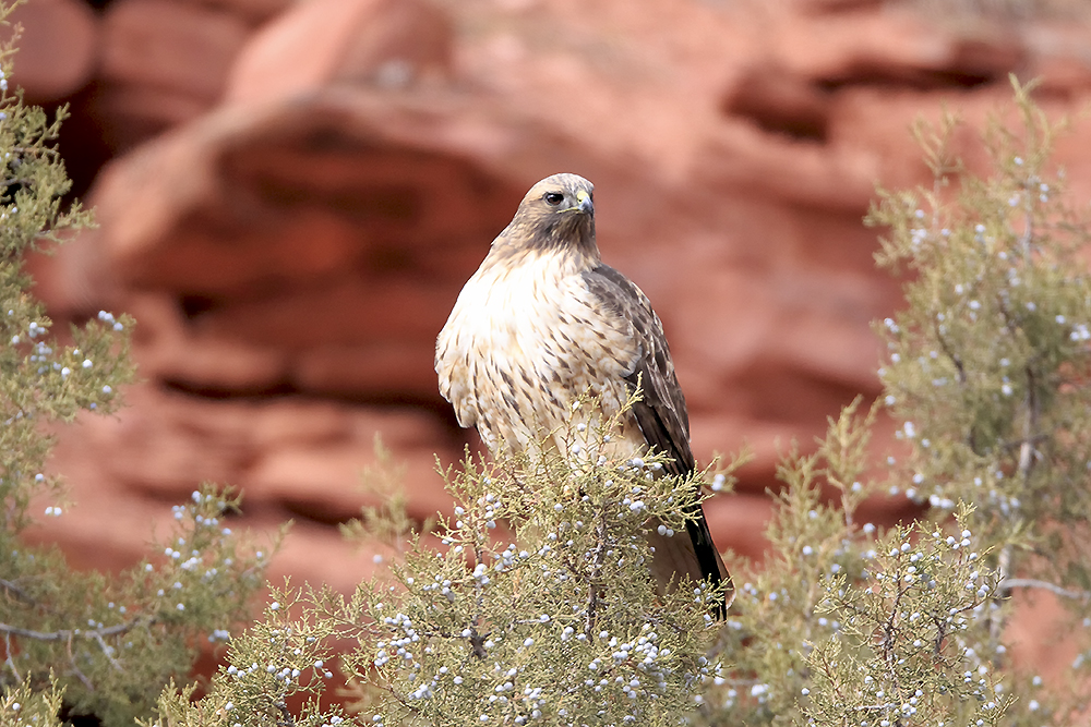 Red-tailed hawk perched with feathers lifted while scanning open hunting ground from an elevated vantage point